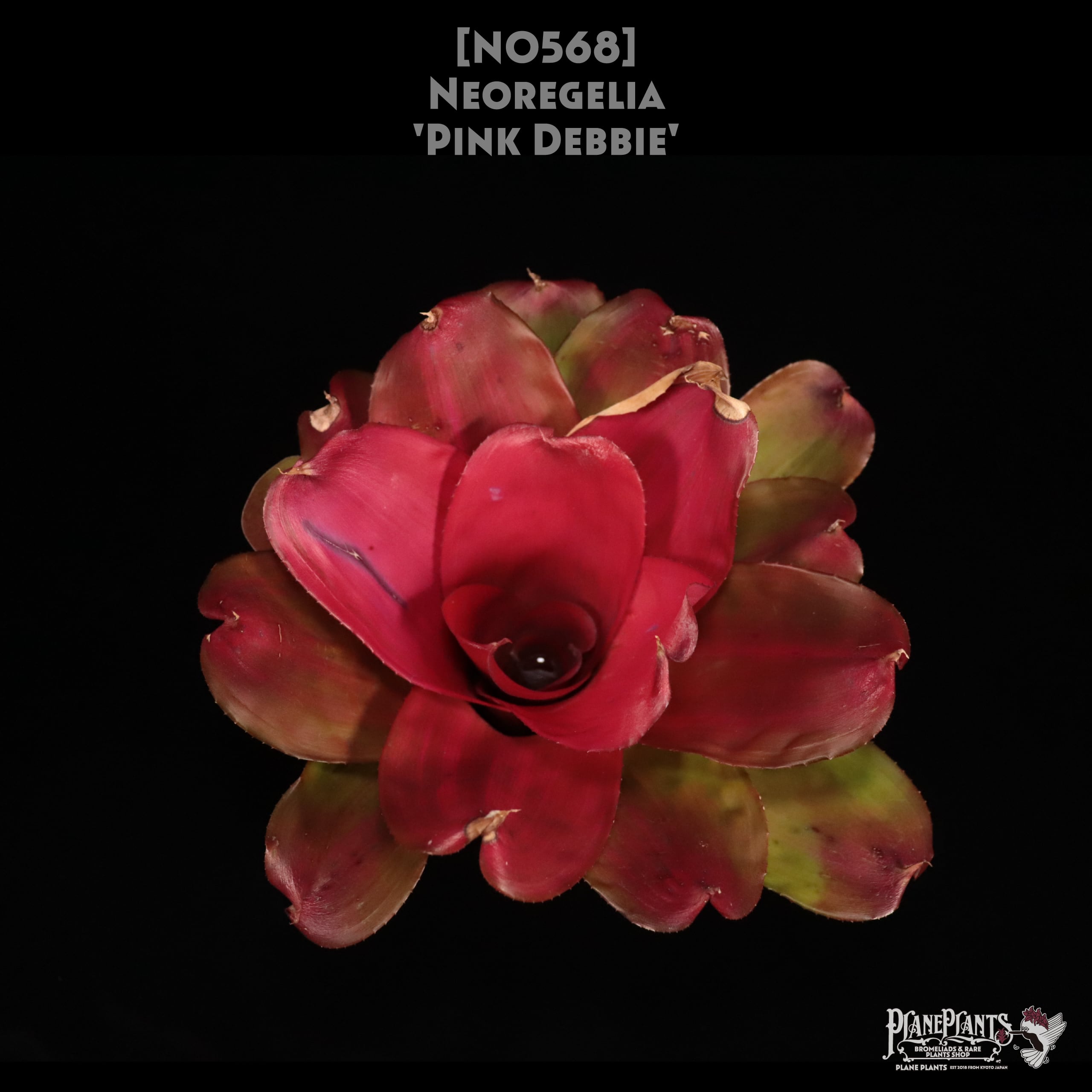 【送料無料】Neoregelia 'Pink Debbie'〔ネオレゲリア〕現品発送N0568