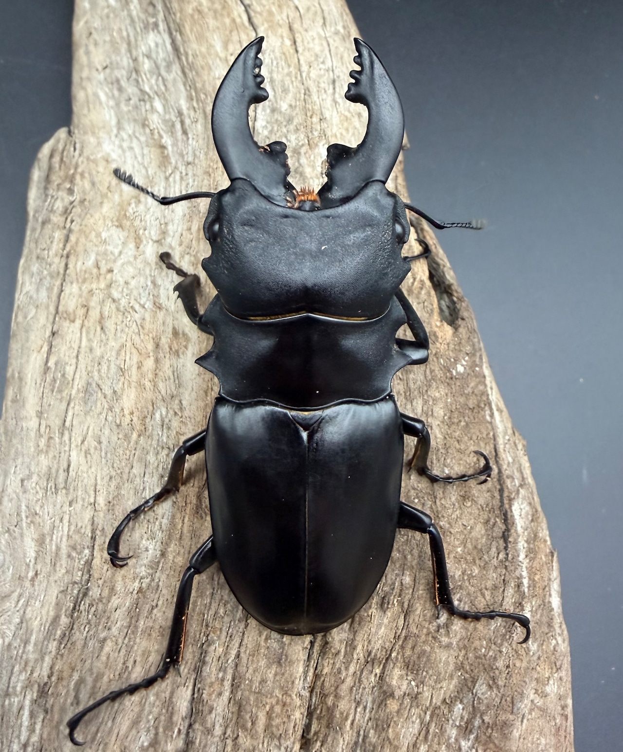 【WD】《ミンダナオアルケスツヤ 81mm A'品ペア》