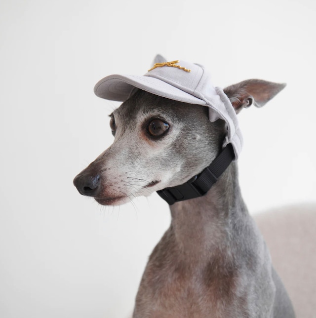 PUPPY CAP WITH GOLDEN LOGO Grey