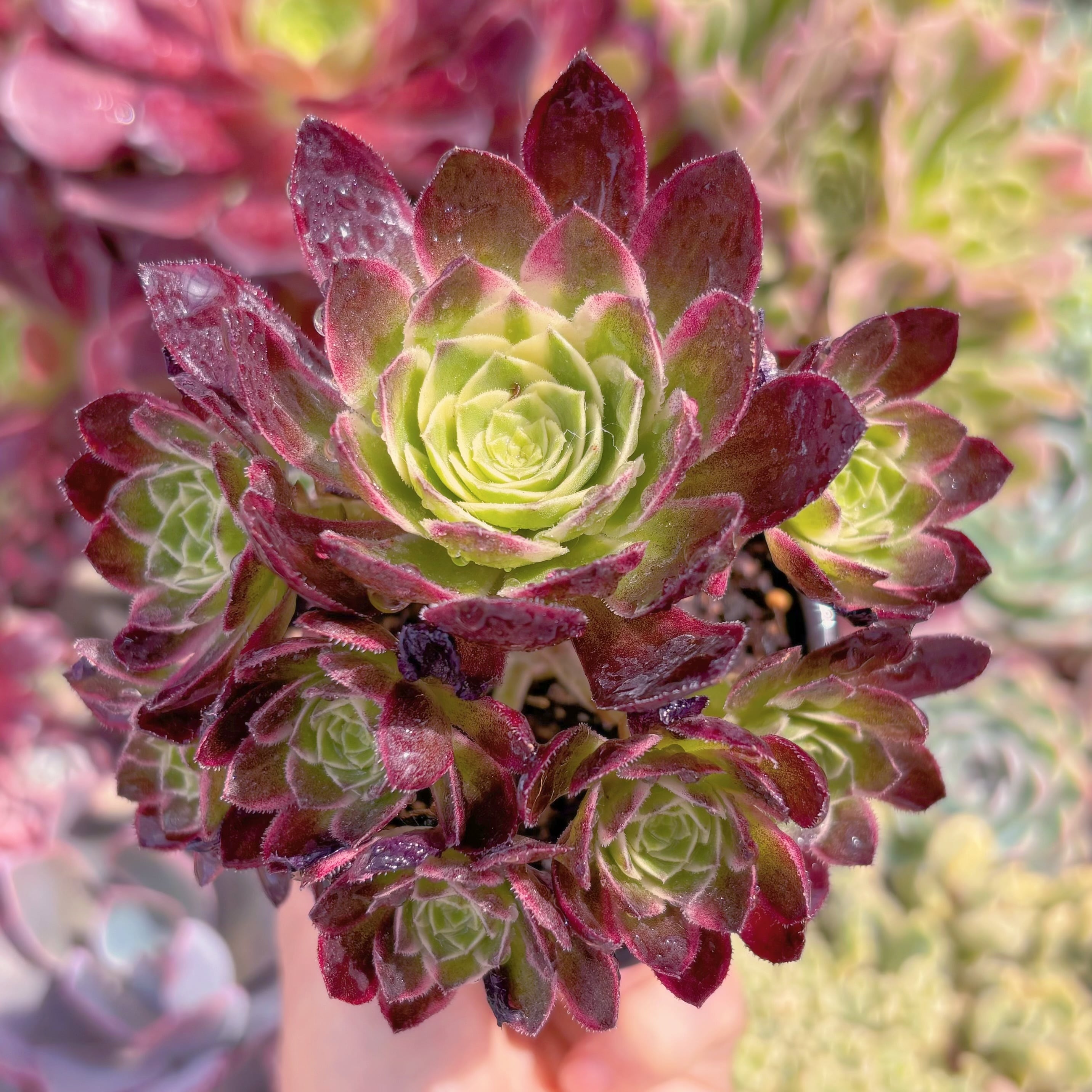 現品　海王#A84　群生　新入荷　るる農園