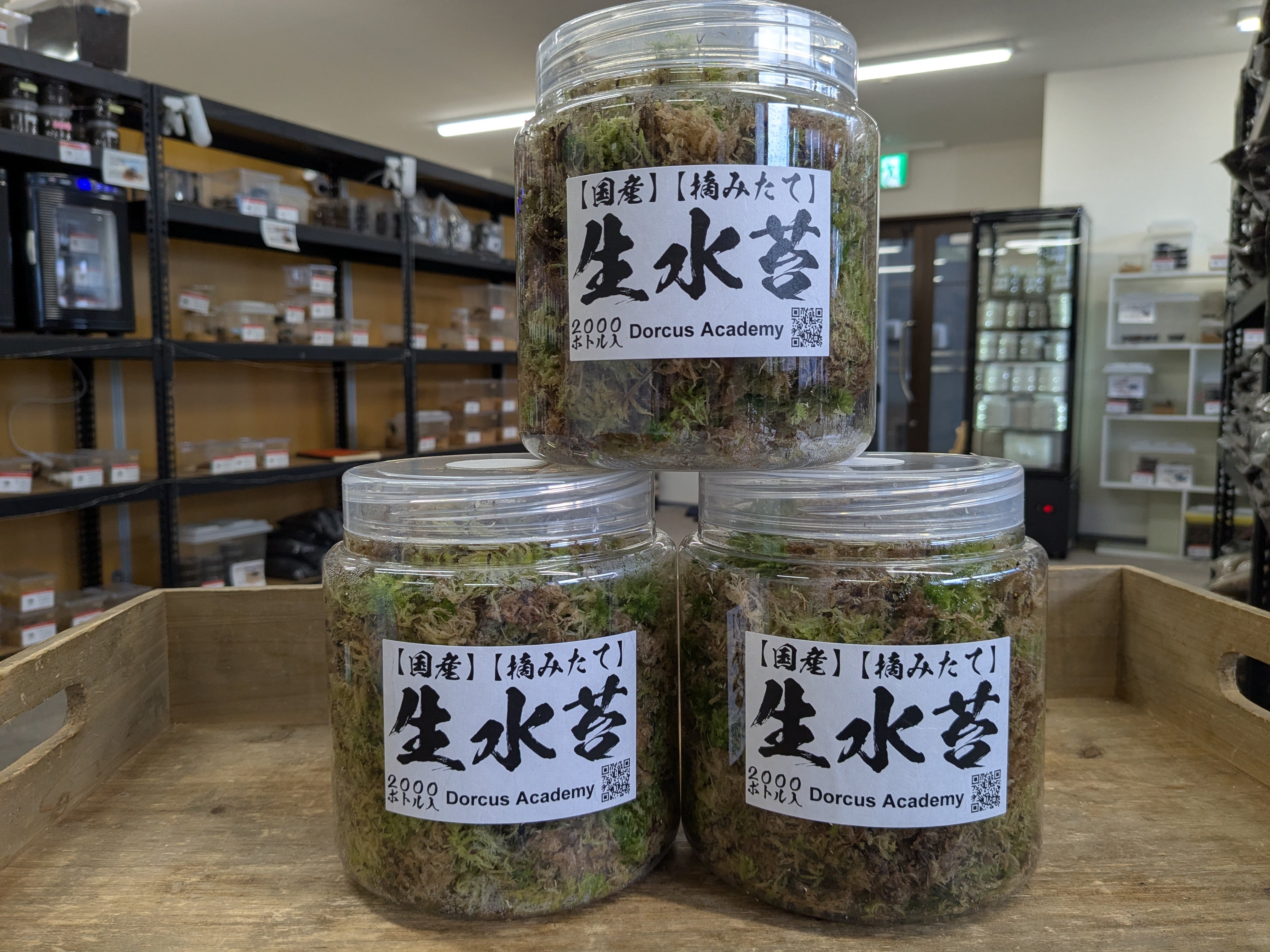 【国産】【摘みたて】 生水苔