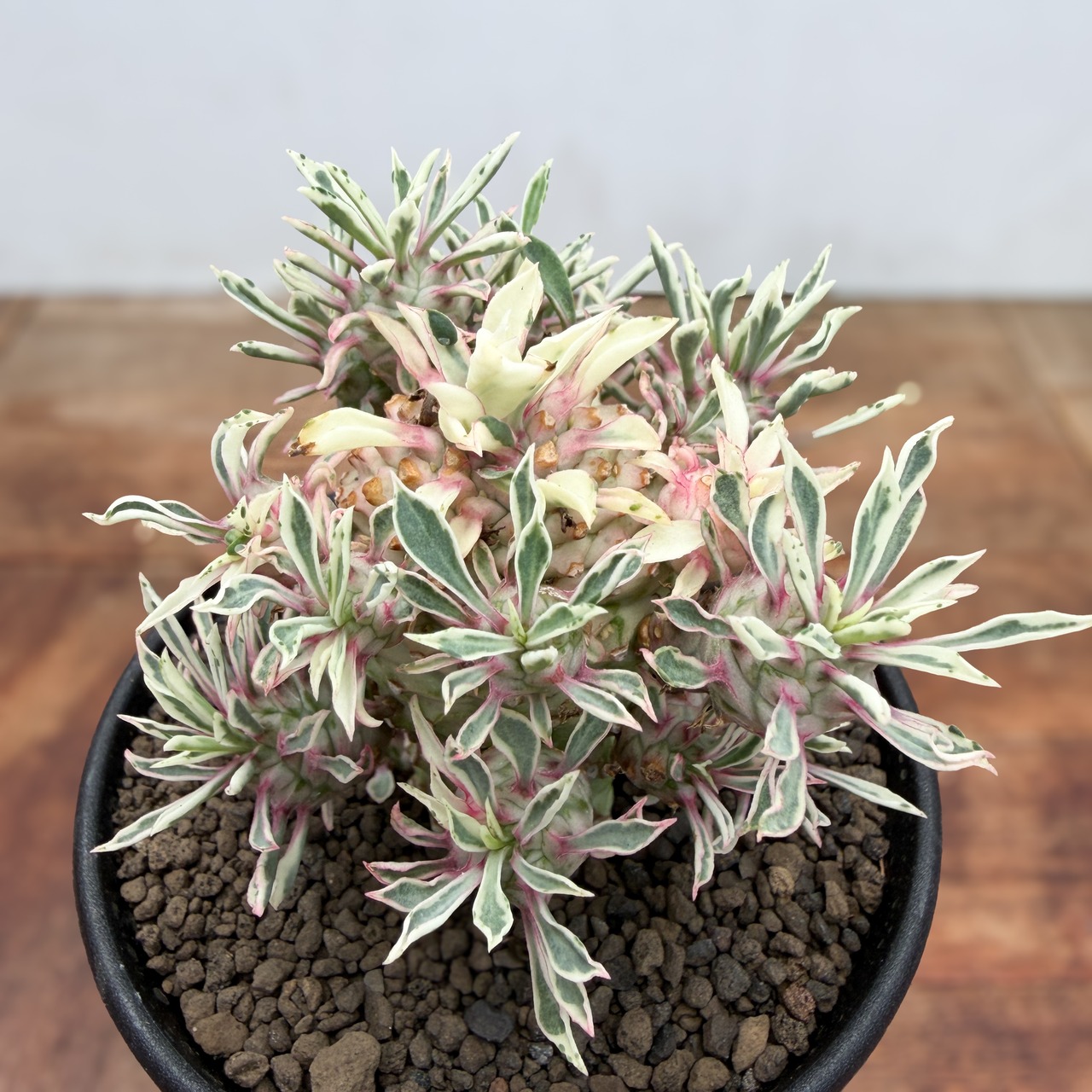 Euphorbia ‘Sotetsukirin’ variegata【ユーフォルビア・蘇鉄麒麟錦】