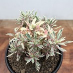Euphorbia ‘Sotetsukirin’ variegata【ユーフォルビア・蘇鉄麒麟錦】
