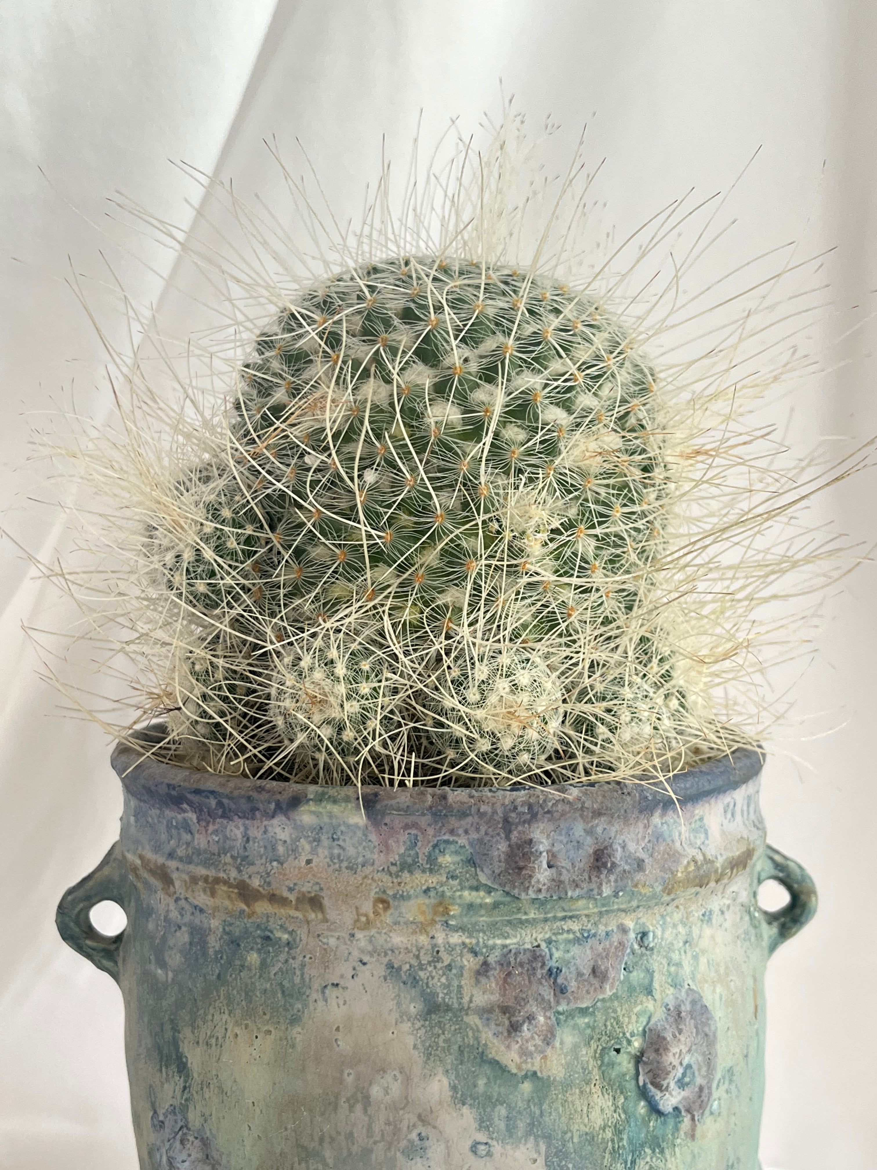 マミラリア 白玉兎 【公式通販】