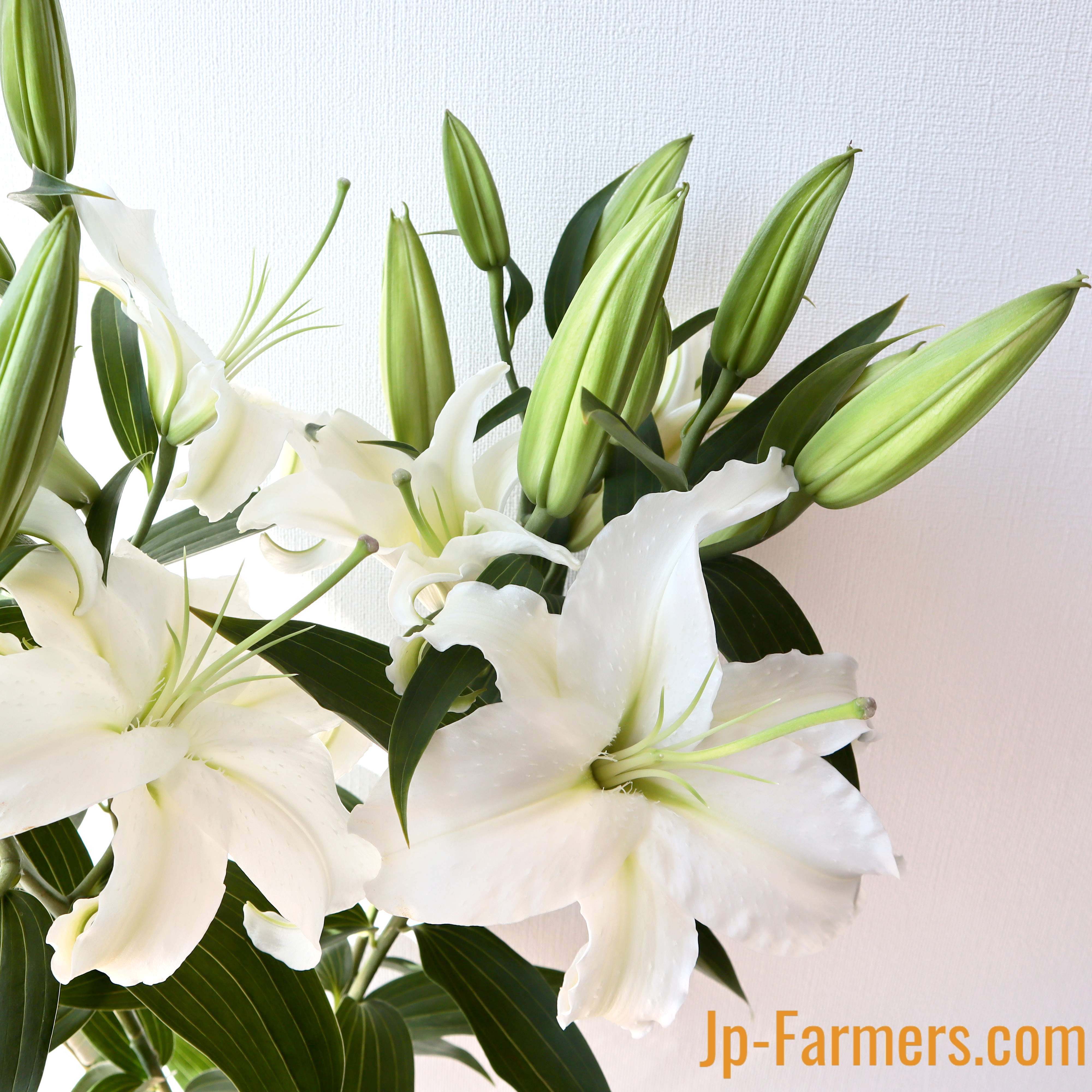 ユリ類 | 新鮮お花問屋 Jp-Farmers.com