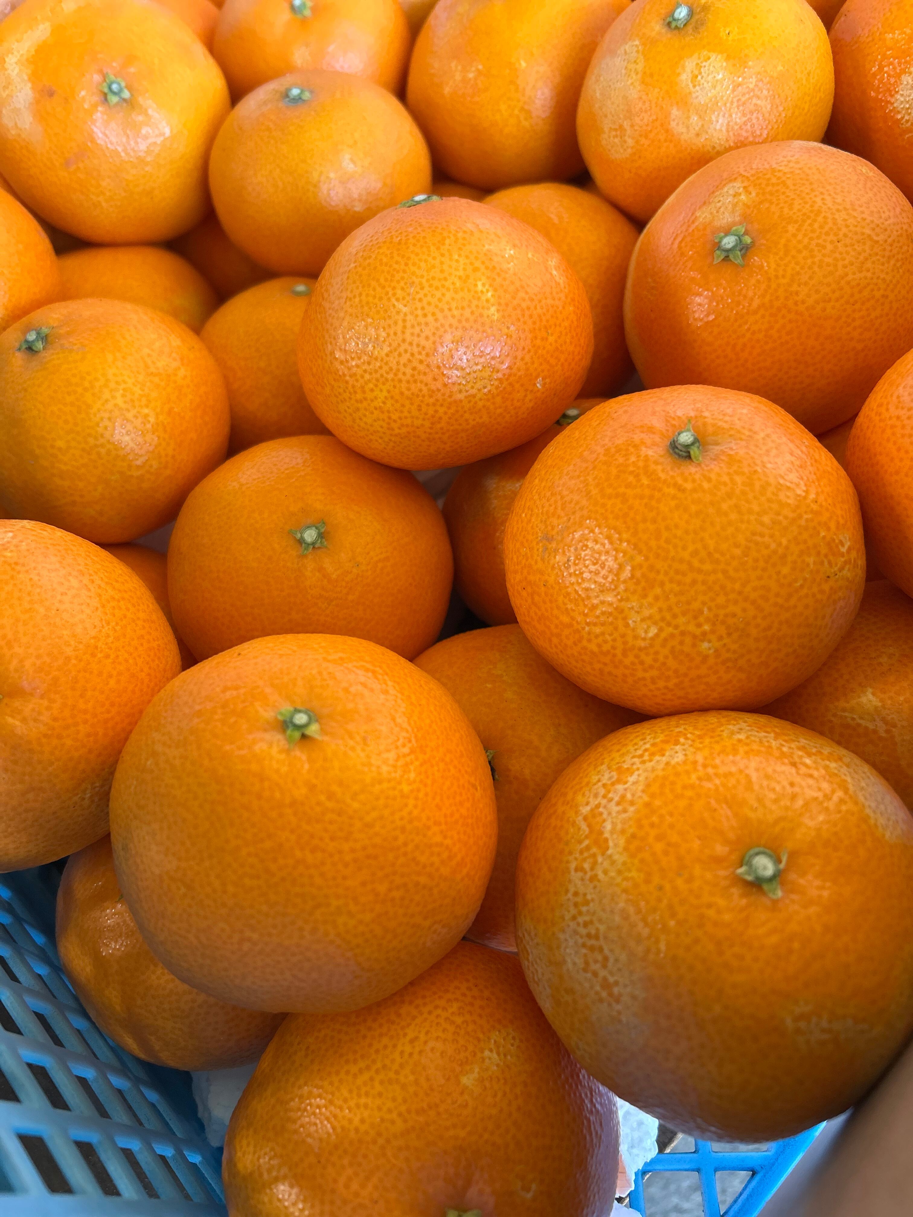 家庭用 島育ち 瀬戸のまどんな 5kg | 株式会社丸大青果