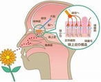 精油スティック（5本セット）　インヘラー