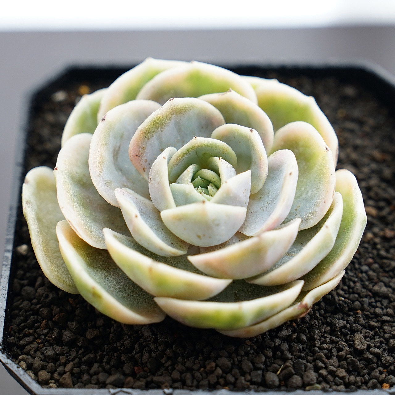 カット苗 ブルーサプライズ錦 Echeveria 'Blue Surprise Variegated'