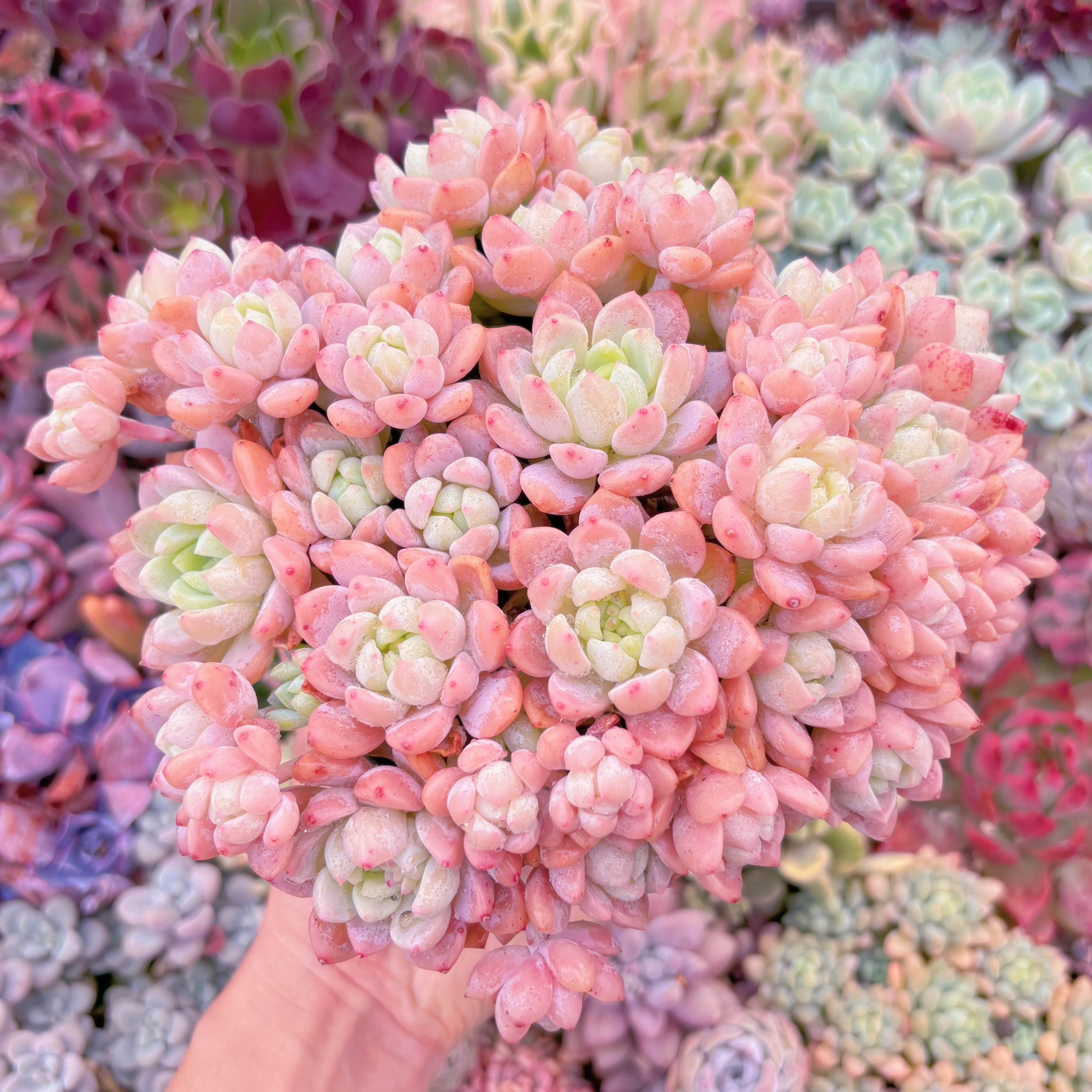 現品　プロリフェラxラウル#203   特大群生　るる農園