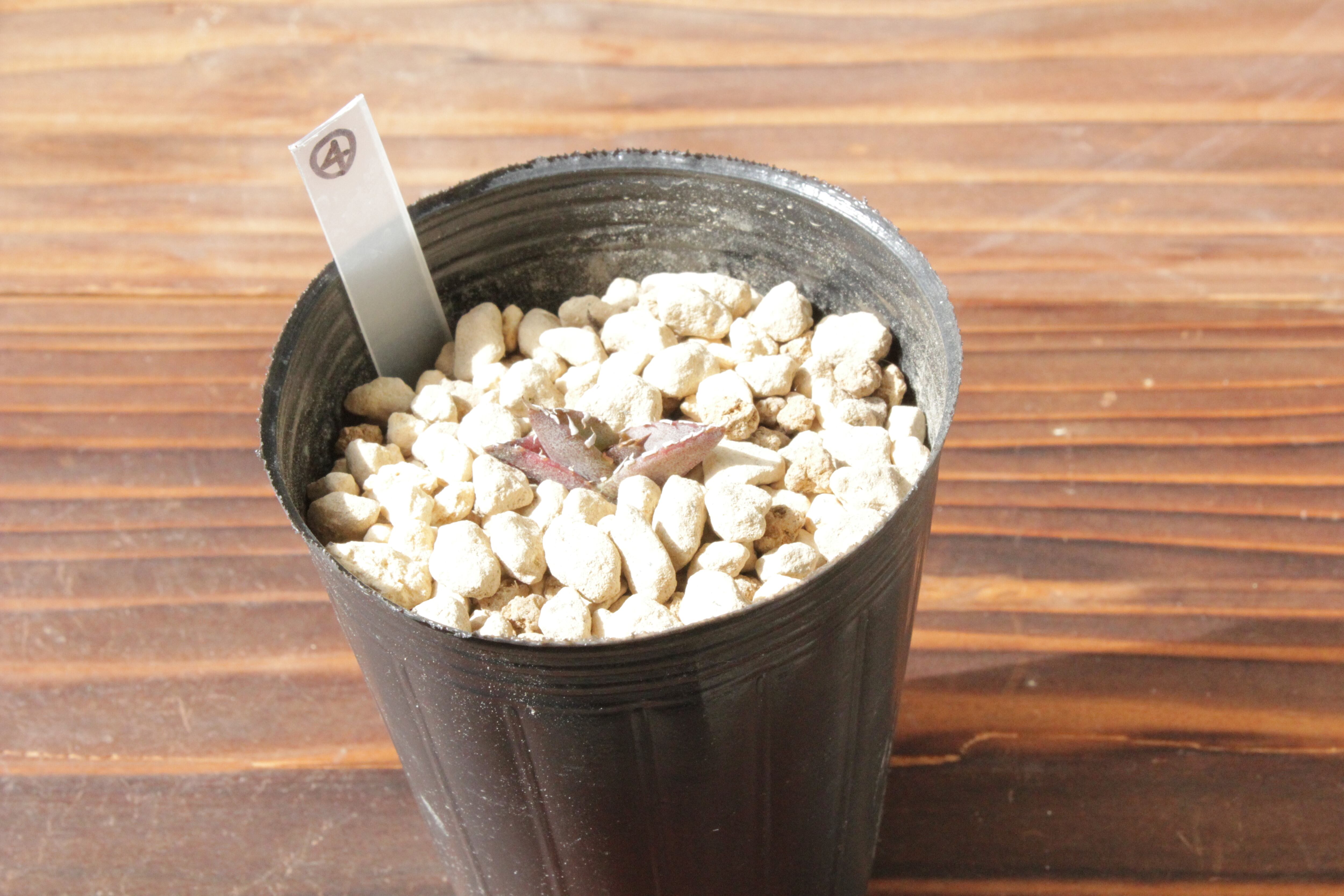 ユーフォルビア・オベサブロウ ⑭ 子株付き（抜き苗発送） | Pay ID