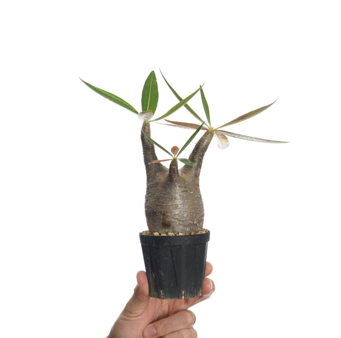 SOUL'd OUT】☆発根済☆パキポディウム ・グラキリス