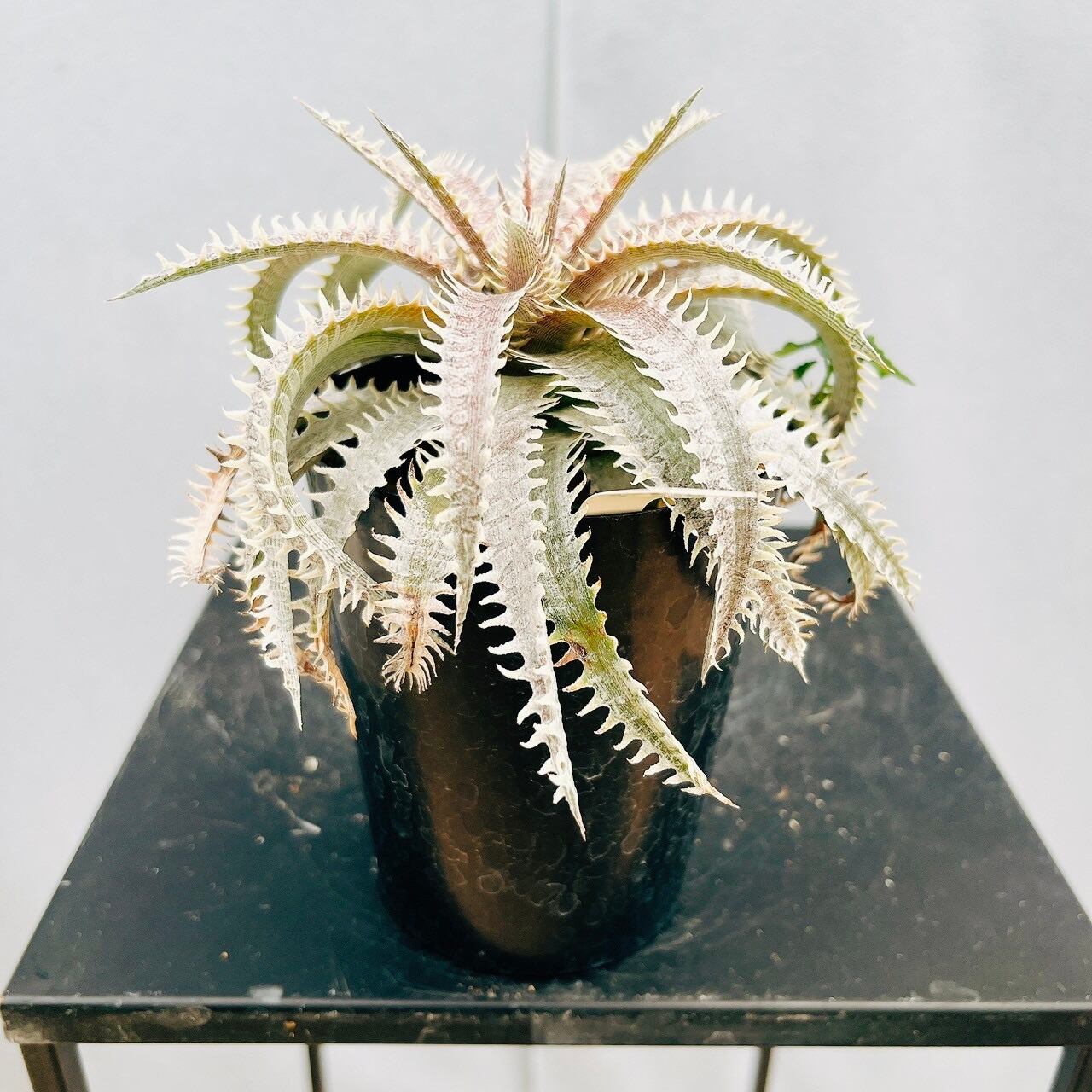 ［現品］3番　柱サボテン　鬼面角 ブランチ　8号　室内　大型　多肉植物　人気 現品］H 柱サボテン 鬼面角 ブランチ 8号 観葉植物 大型 多肉