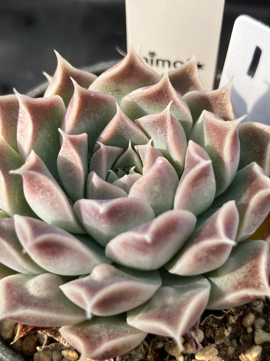 現物商品】elegans La Paz エレガンス ラパス 個数制限あり ① | 多肉