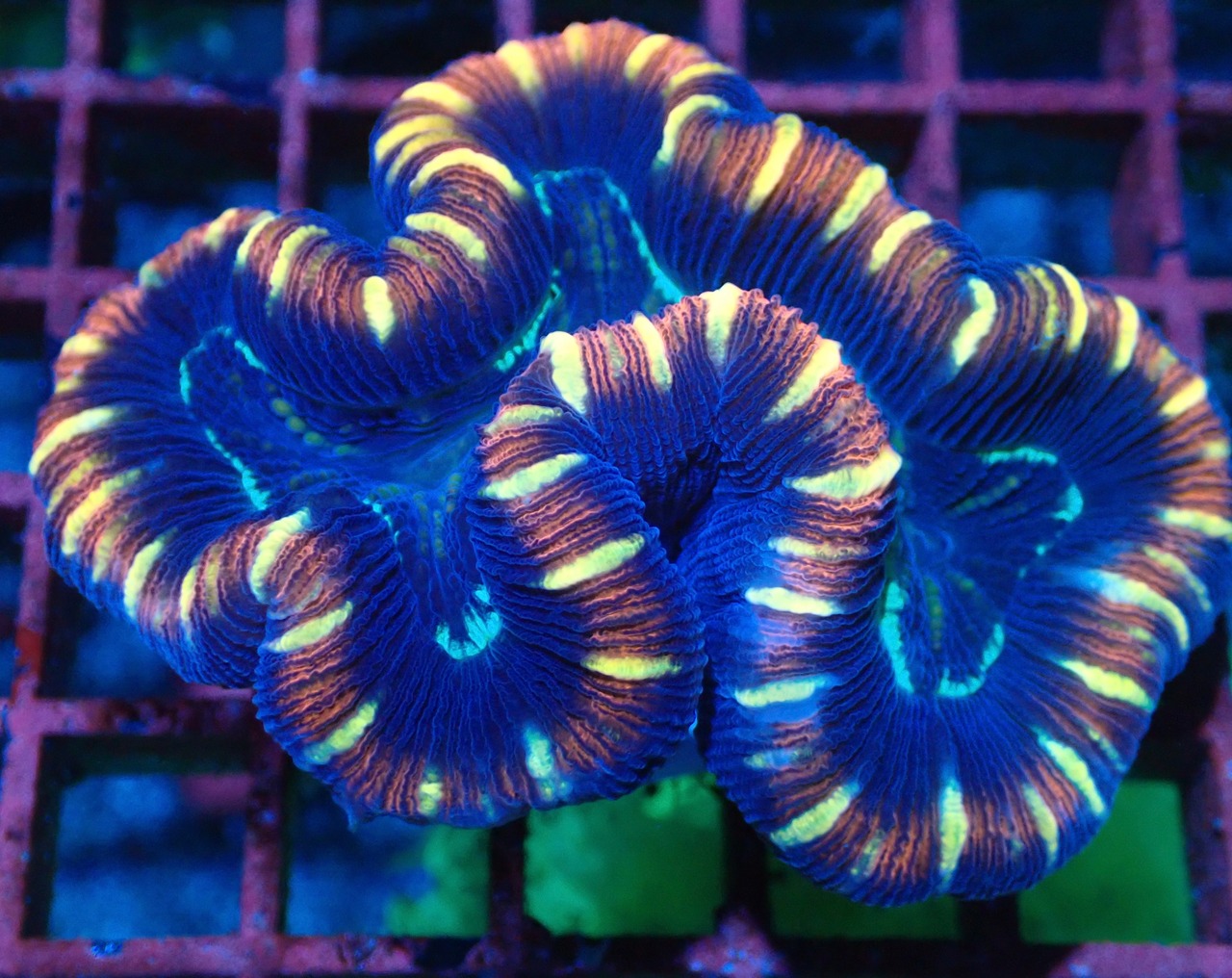 Trachyphyllia geoffroyi Red 1