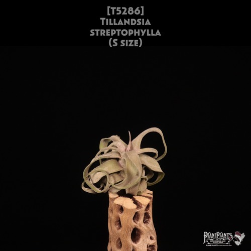 【送料無料】streptophylla S〔エアプランツ〕現品発送T5286