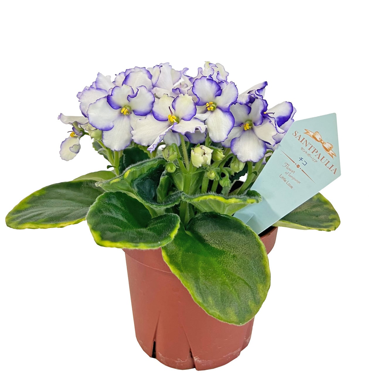 Anthurium moodeanum / アンスリウム・ムーデアナム③ | Pay ID