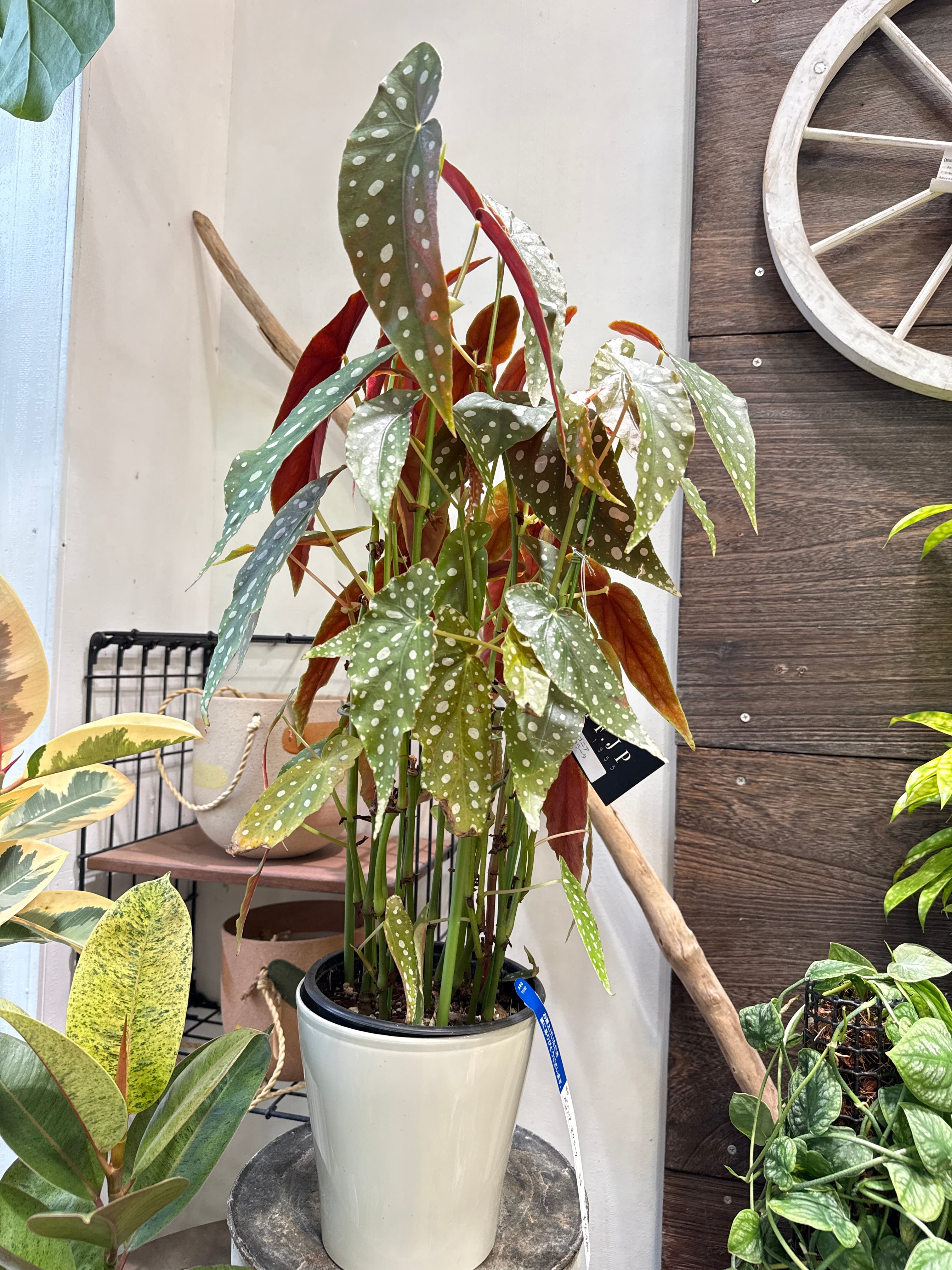 ち*こ様 ベゴニア マクラータ 斑入り発根管理中 ち*こ様 ベゴニア マクラータ 斑入り発根管理中 ち*こ様 ベゴニア