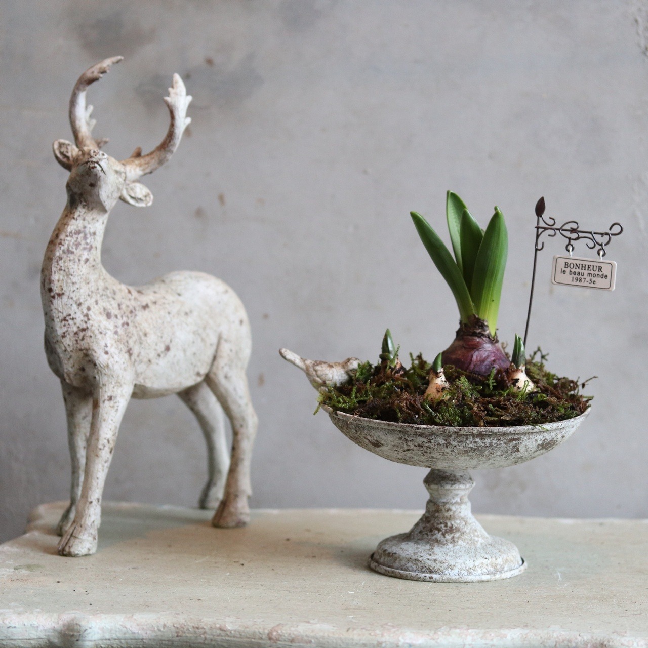 カップに球根のガーデン　届いてすぐ玄関に飾れる 　プレゼントにもオススメ　