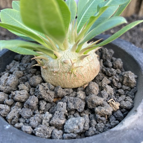 【現物発送】白花恵比寿笑い②