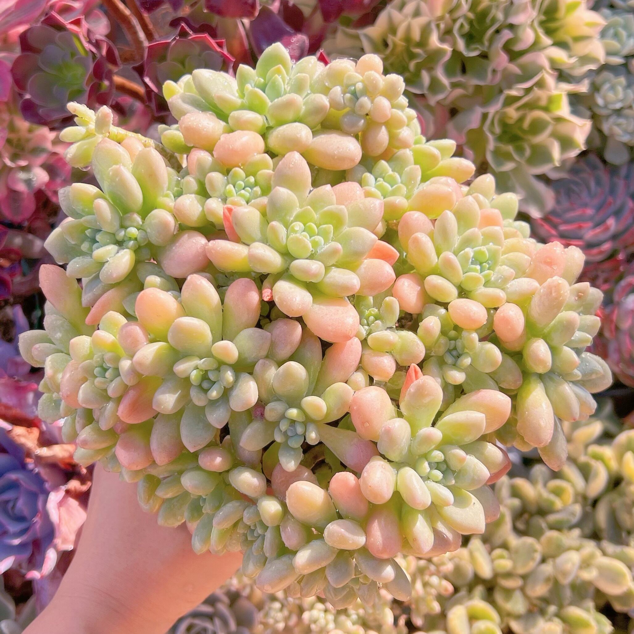 現品　ロココ#783　特大22cm    るる農園