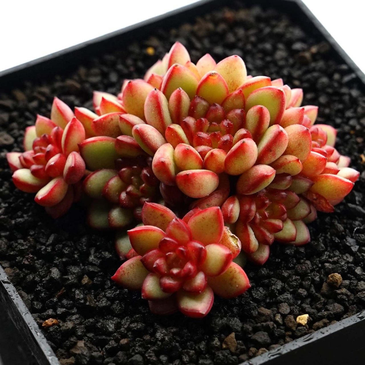 カット苗 アダム 群生株 Echeveria 'Adam'