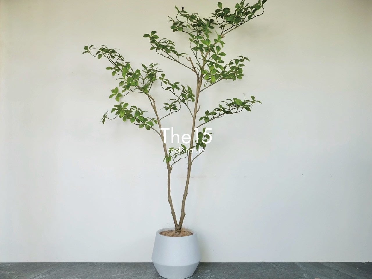 【光触媒コーティング加工済】マダガスカルアーモンドツリー(鉢付)H1600