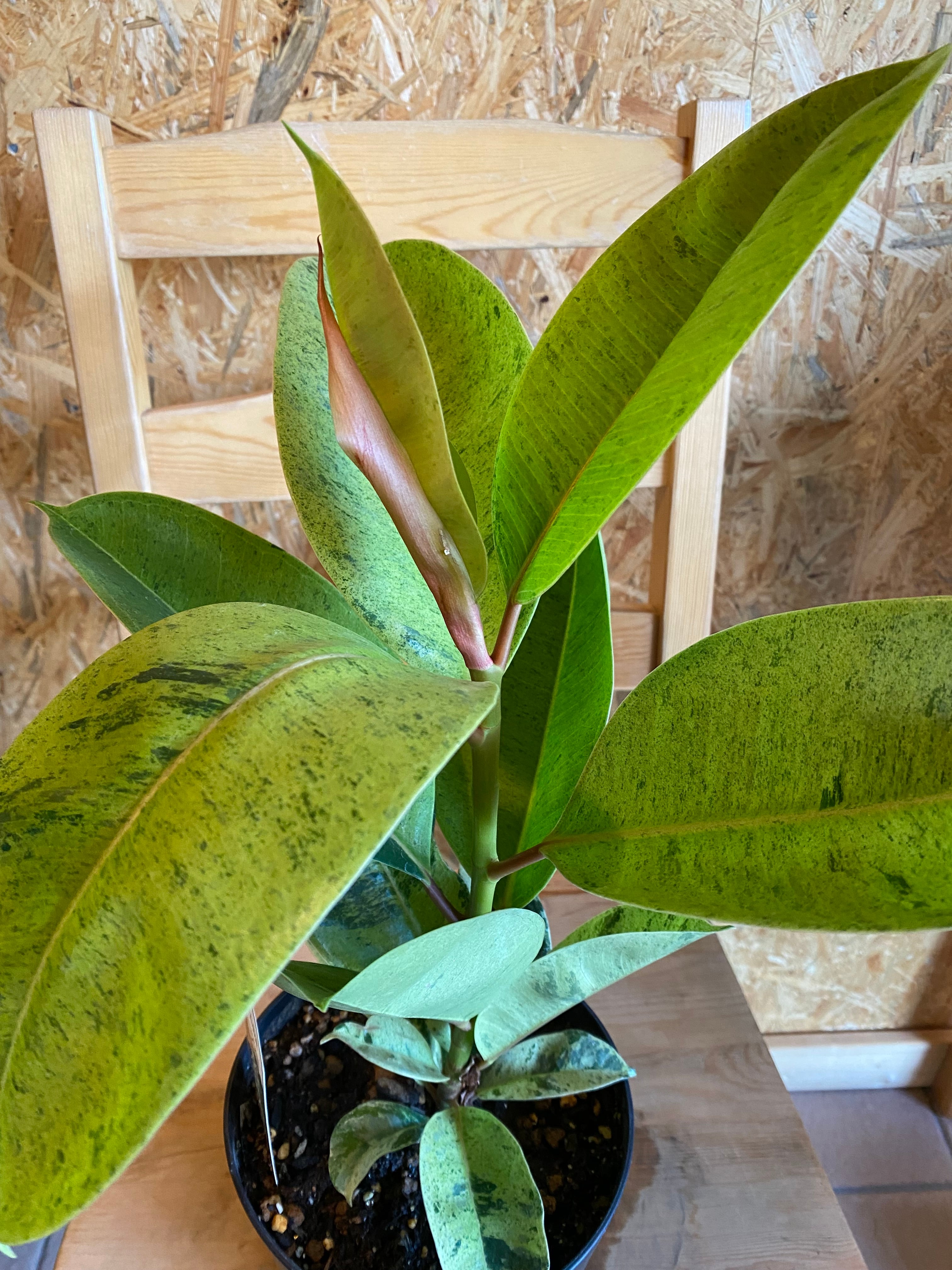 フィカス ジン H60cm W 30cm 口径14cm | Garden Varejo