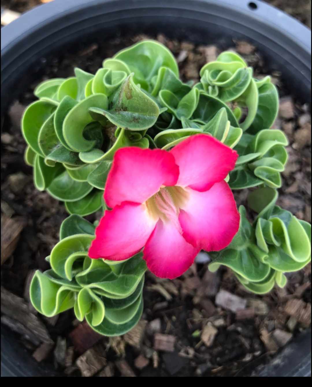 ⑪《 Adenium Arabicum D.H.A》アデニウム アラビカム 獅子葉