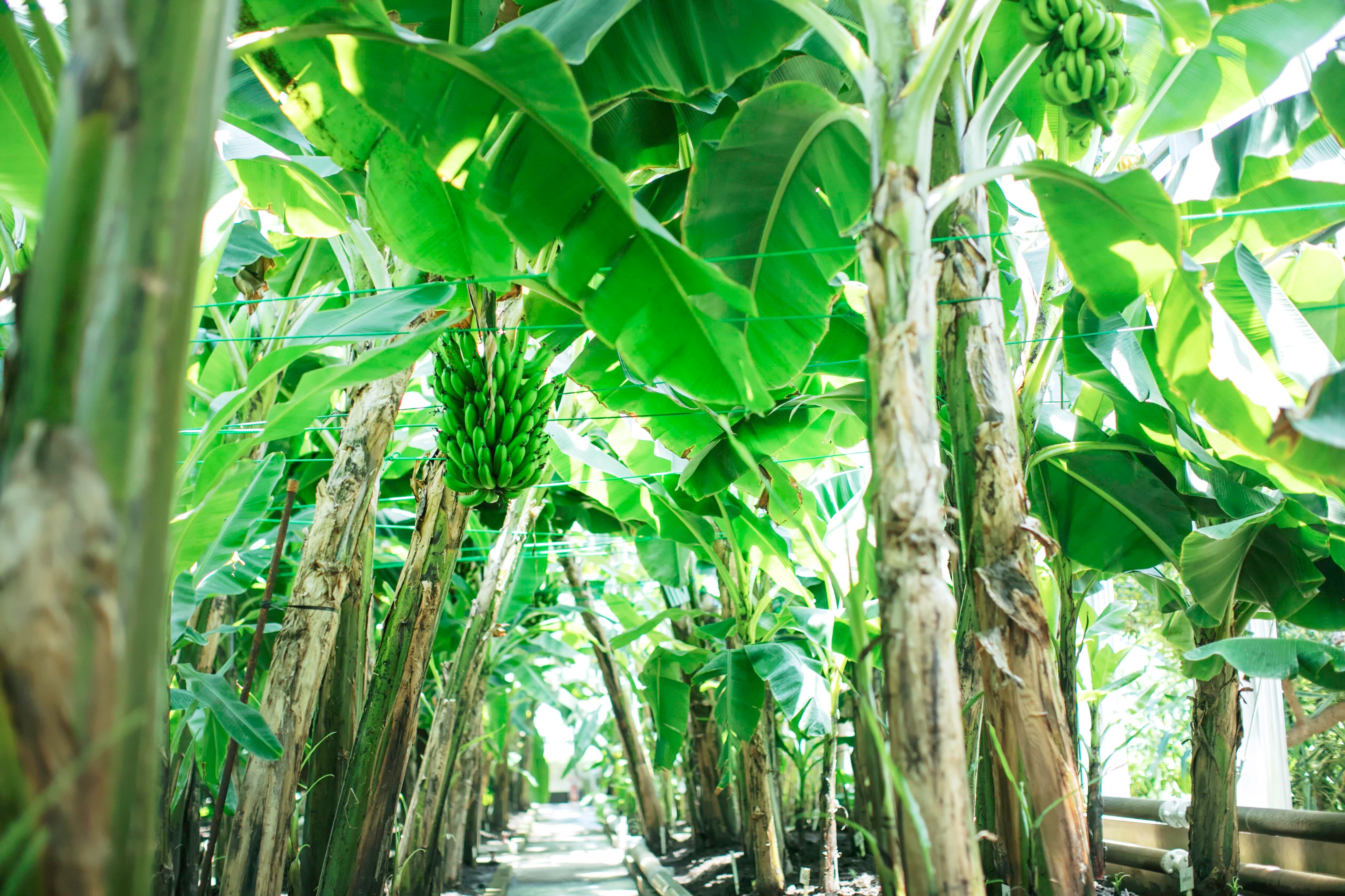 6本セット 数量限定 バナナストロベリーSaison | 熱川バナナワニ