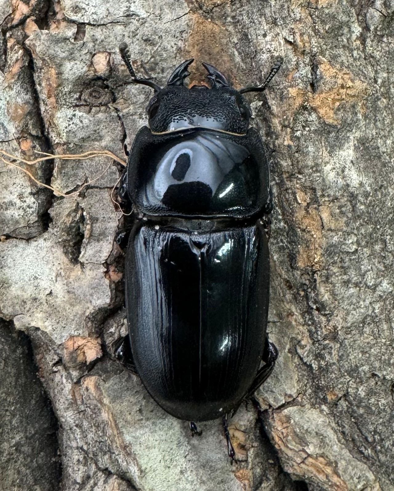 【WD】《アルキデスヒラタ ベンクール産 81mm ペア》