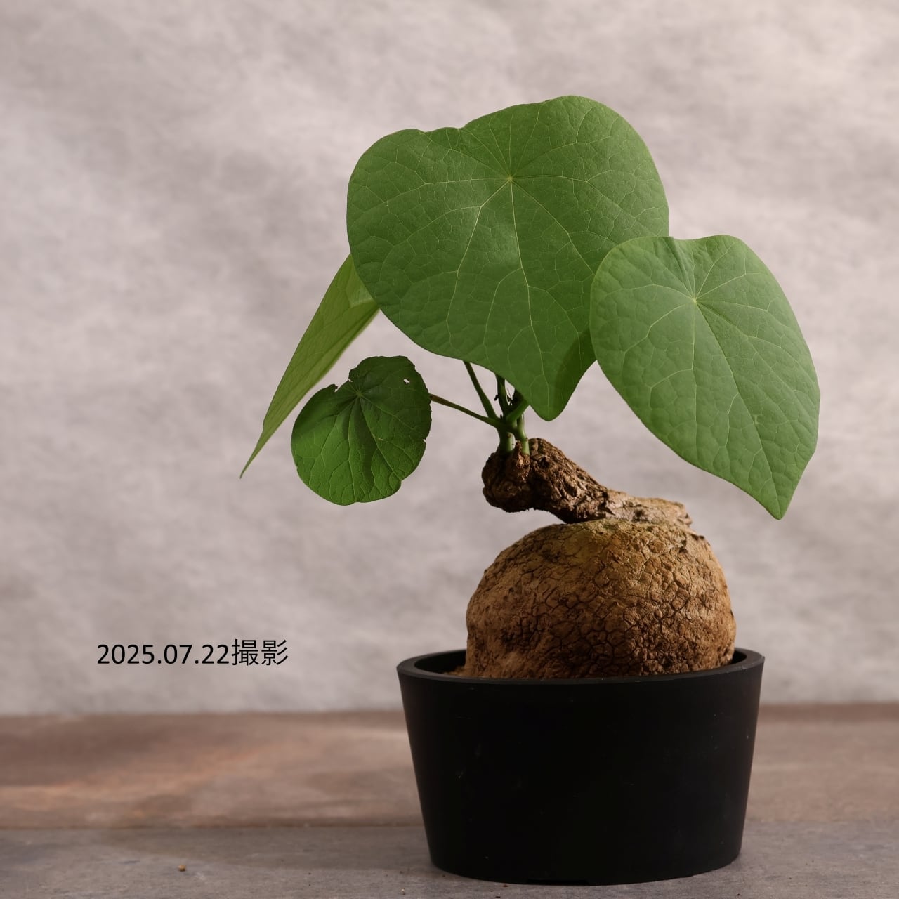 ステファニア スベローサ 観葉植物 【公式通販】