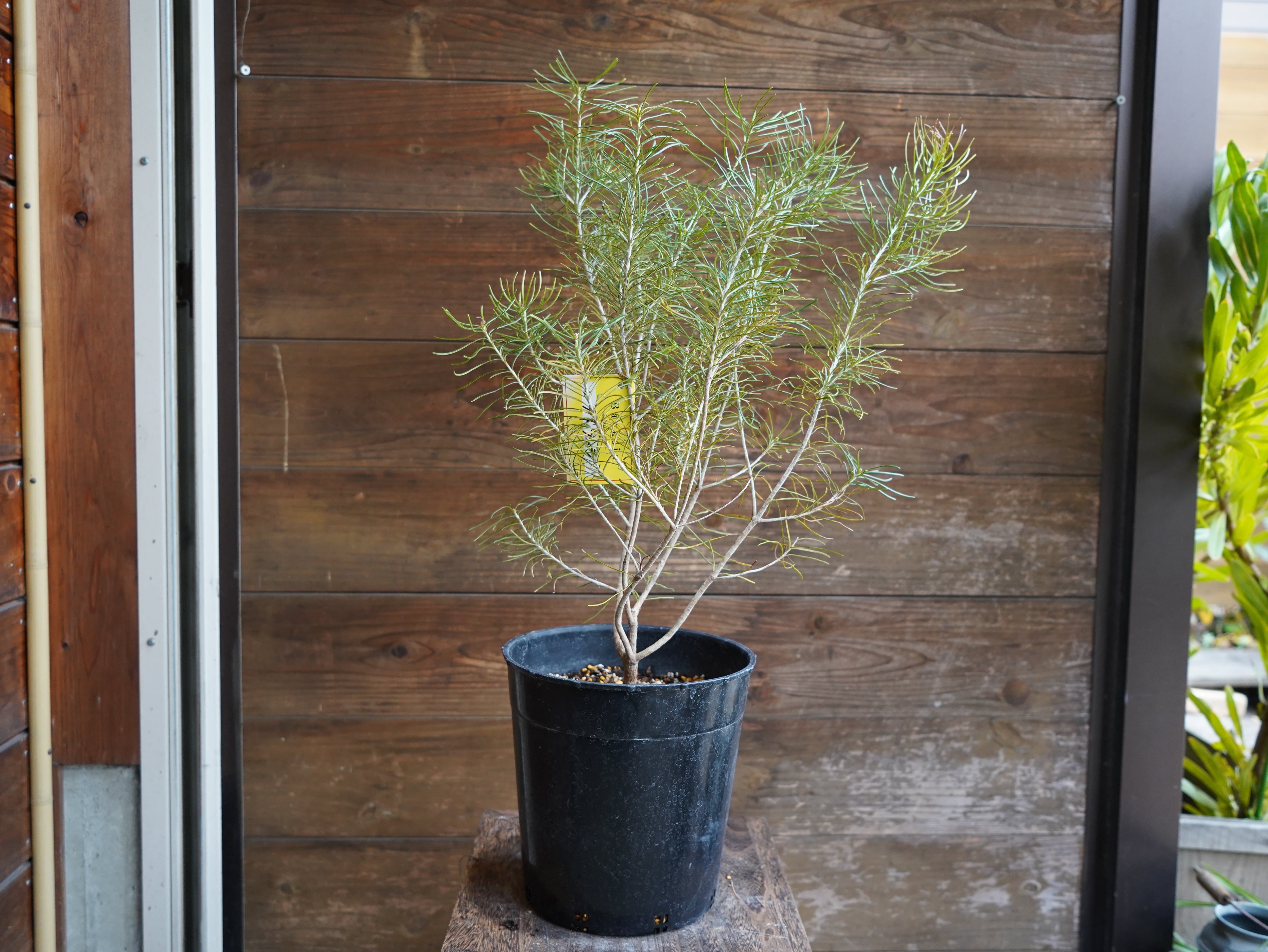 【現物】バンクシア　”レプトフィラ”　