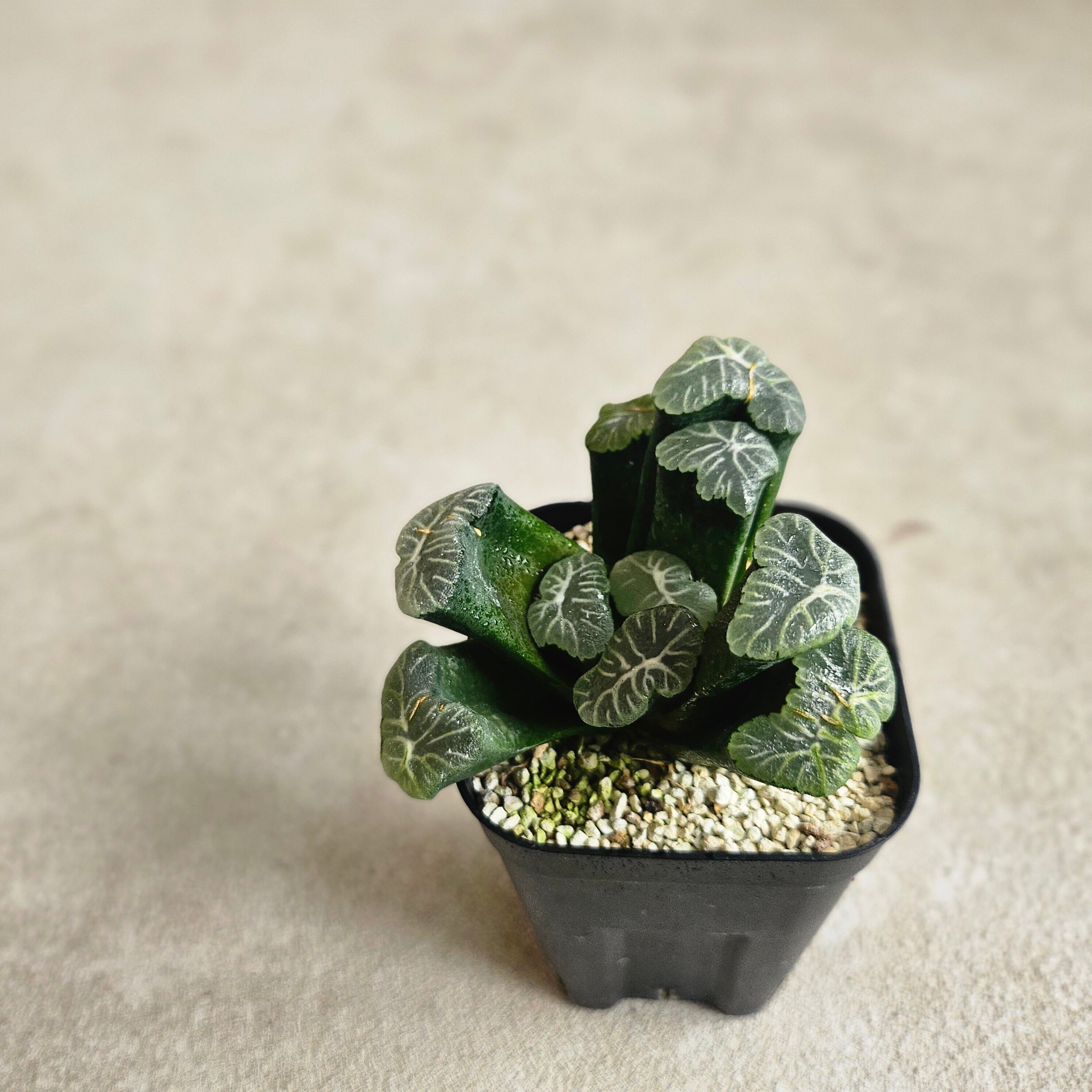 BOTANY CRAFT ハオルチア ツタンカーメン×老川黒コンプト ex monchi