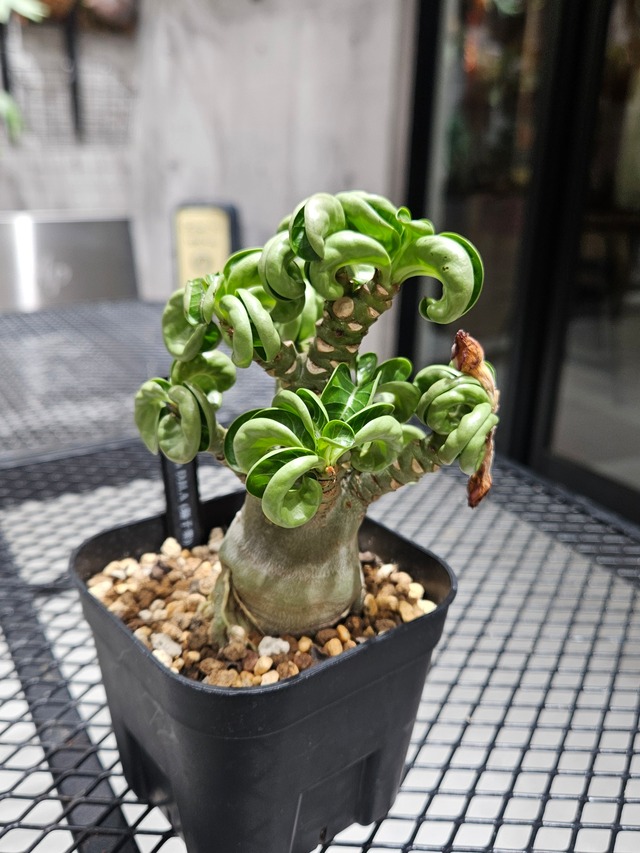 Adenium D.H.A （獅子葉）  【artPLANTs】アデニウム/塊根植物