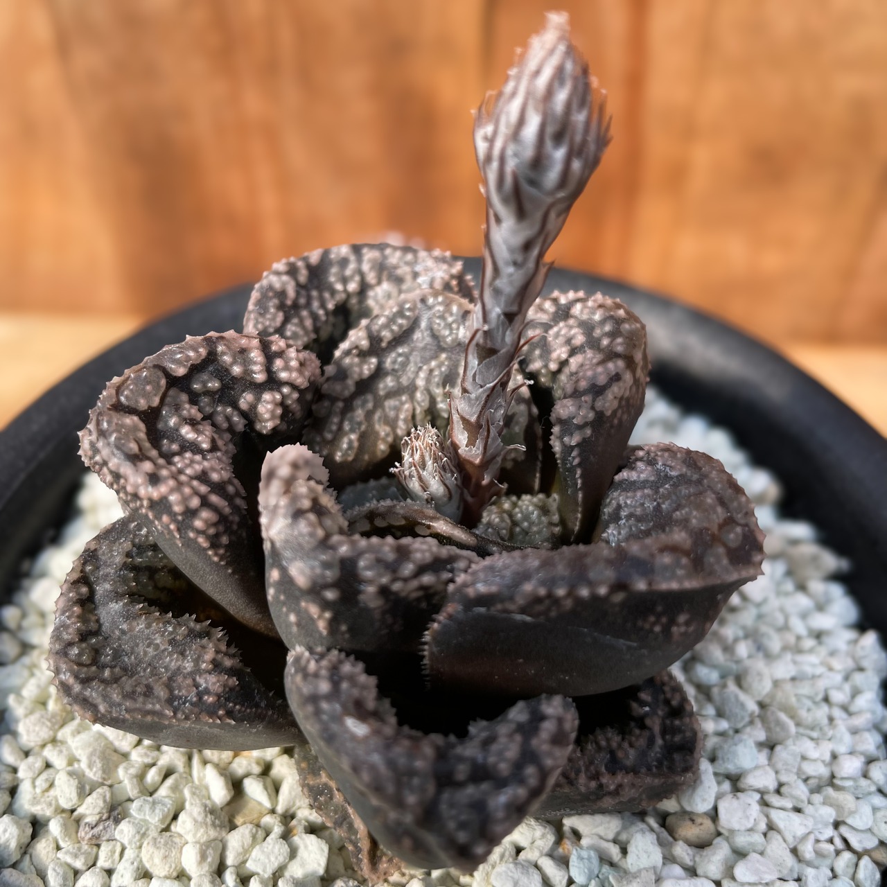 Haworthia 'Mordol'【ハオルチア・大型モルドール】