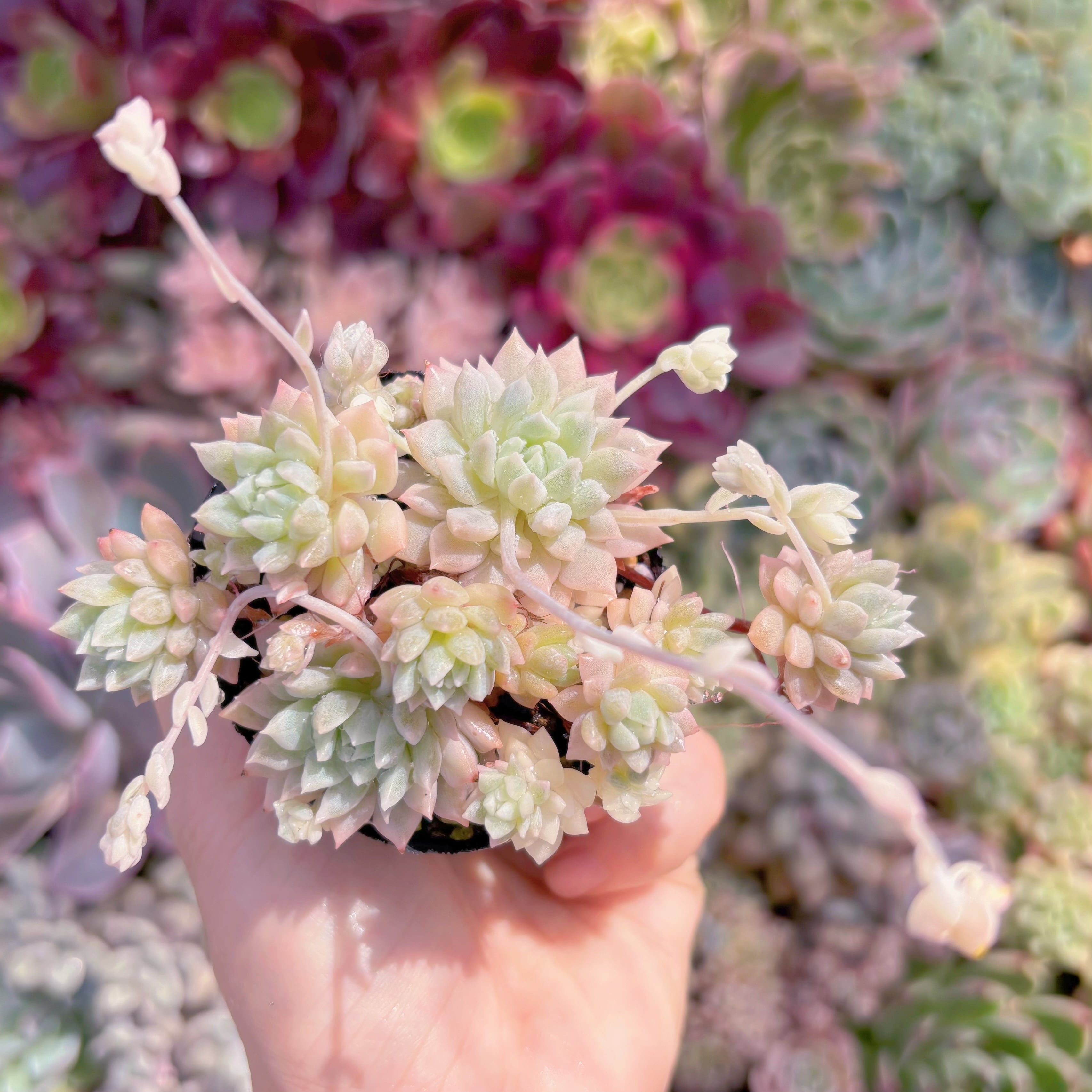 現品　プロリフィカ錦#C51　るる農園