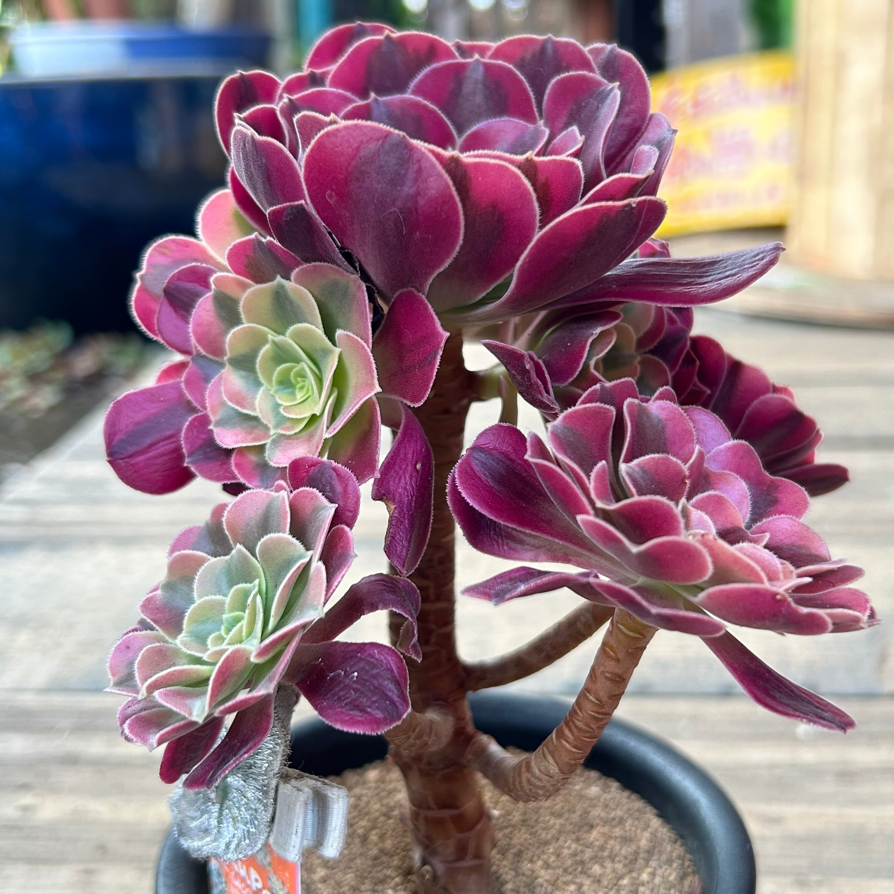 メデューサ アエオニウム 韓国苗 | RuPo 多肉植物専門店