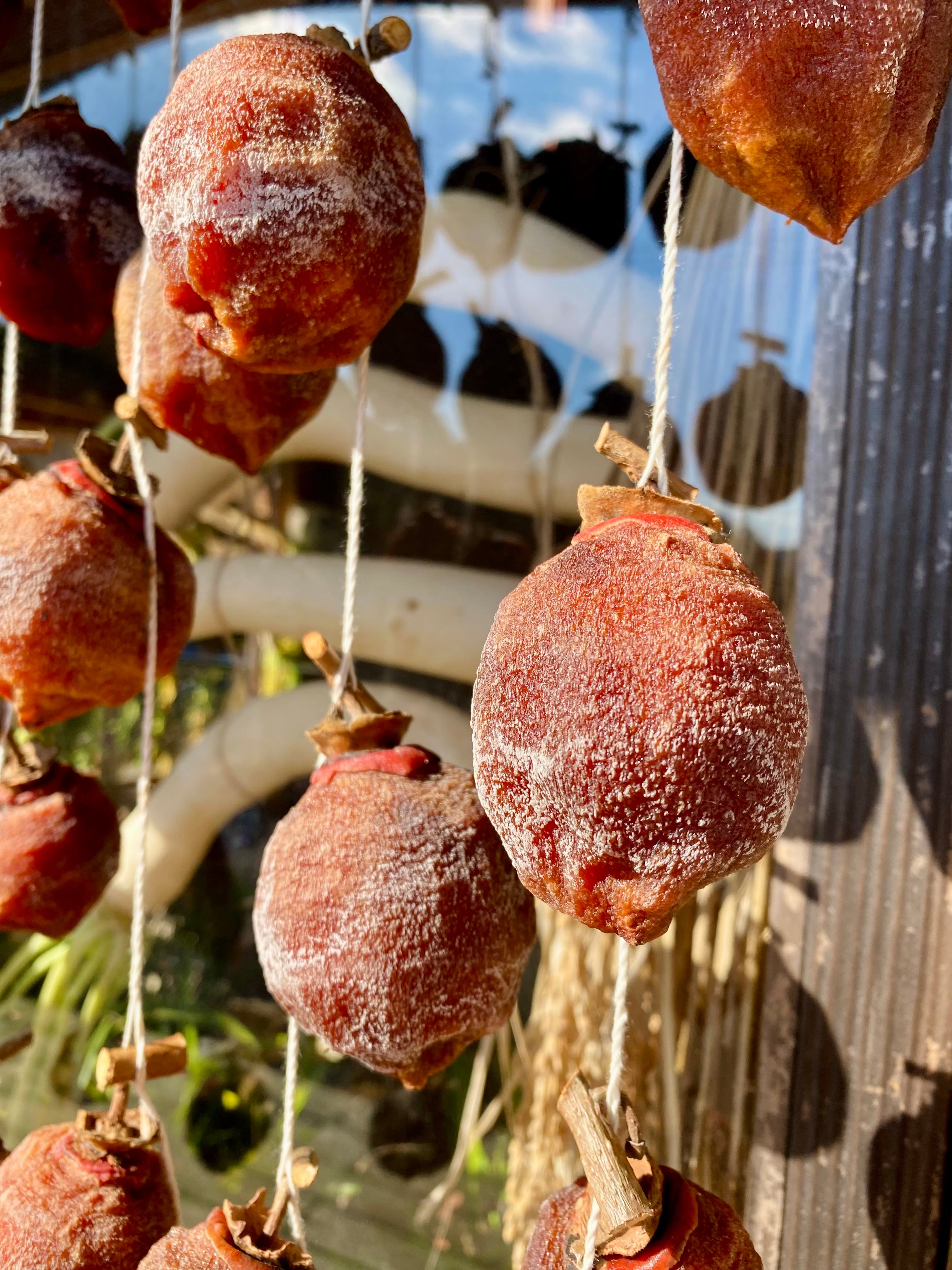 user_30f6d7a7 甘い干し柿6kg user_30f6d7a7 甘い干し柿6kg user_30f6d7a7 甘い干し柿6kg 楽天市場