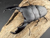 【WD】《西ペレンヒラタ(スラウェシオオヒラタ) 90.5mm ペア》