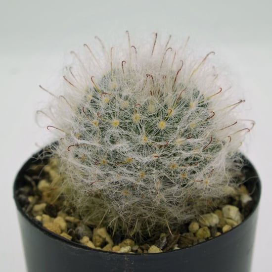 たまちゃんず農園 サボテン 高砂丸