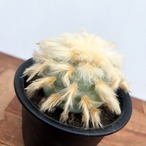 Lophophora diffusa【ロフォフォラ・デフューサ・HD-01】