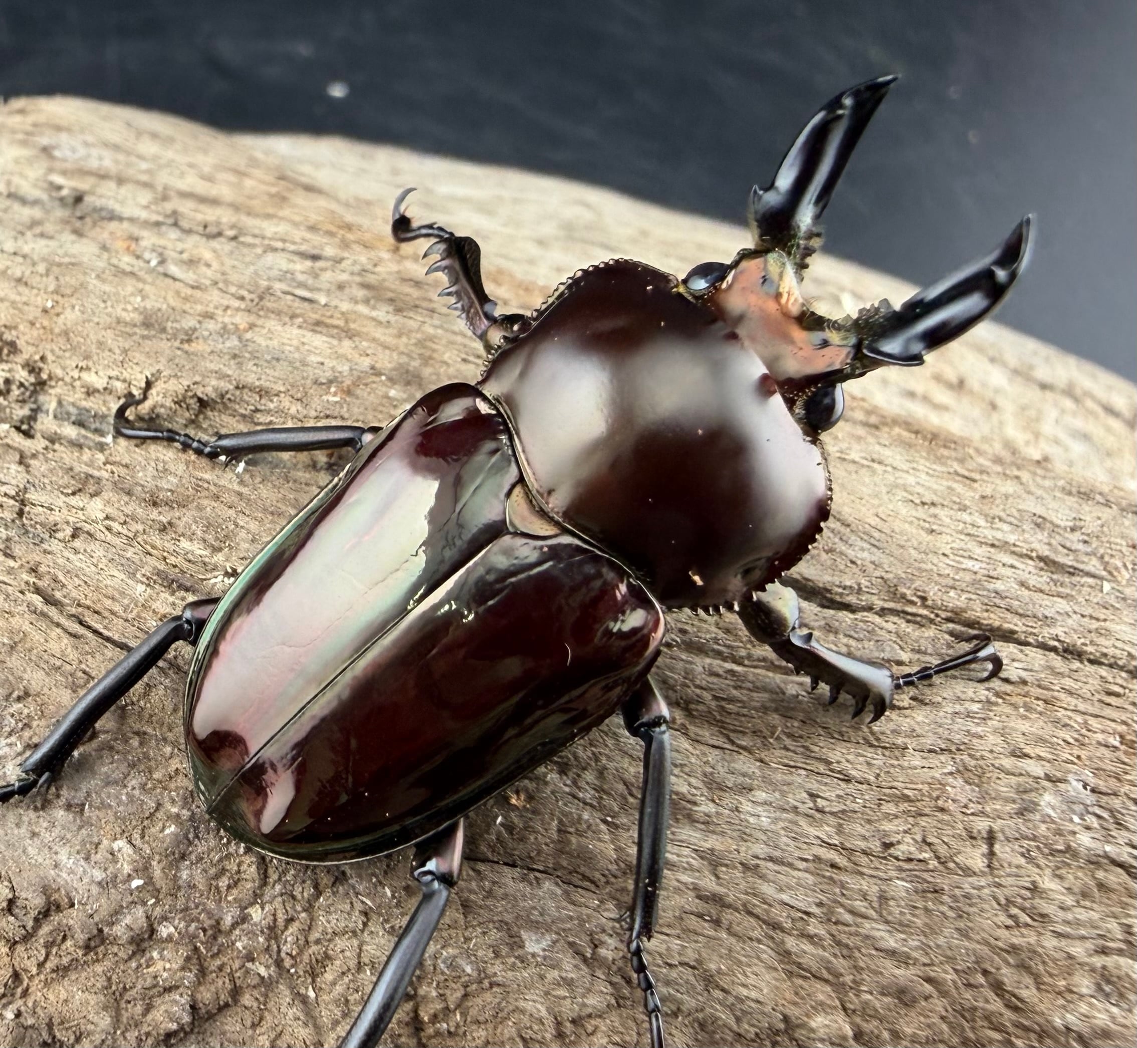 6c64c413475e53d8bd916e919aff24