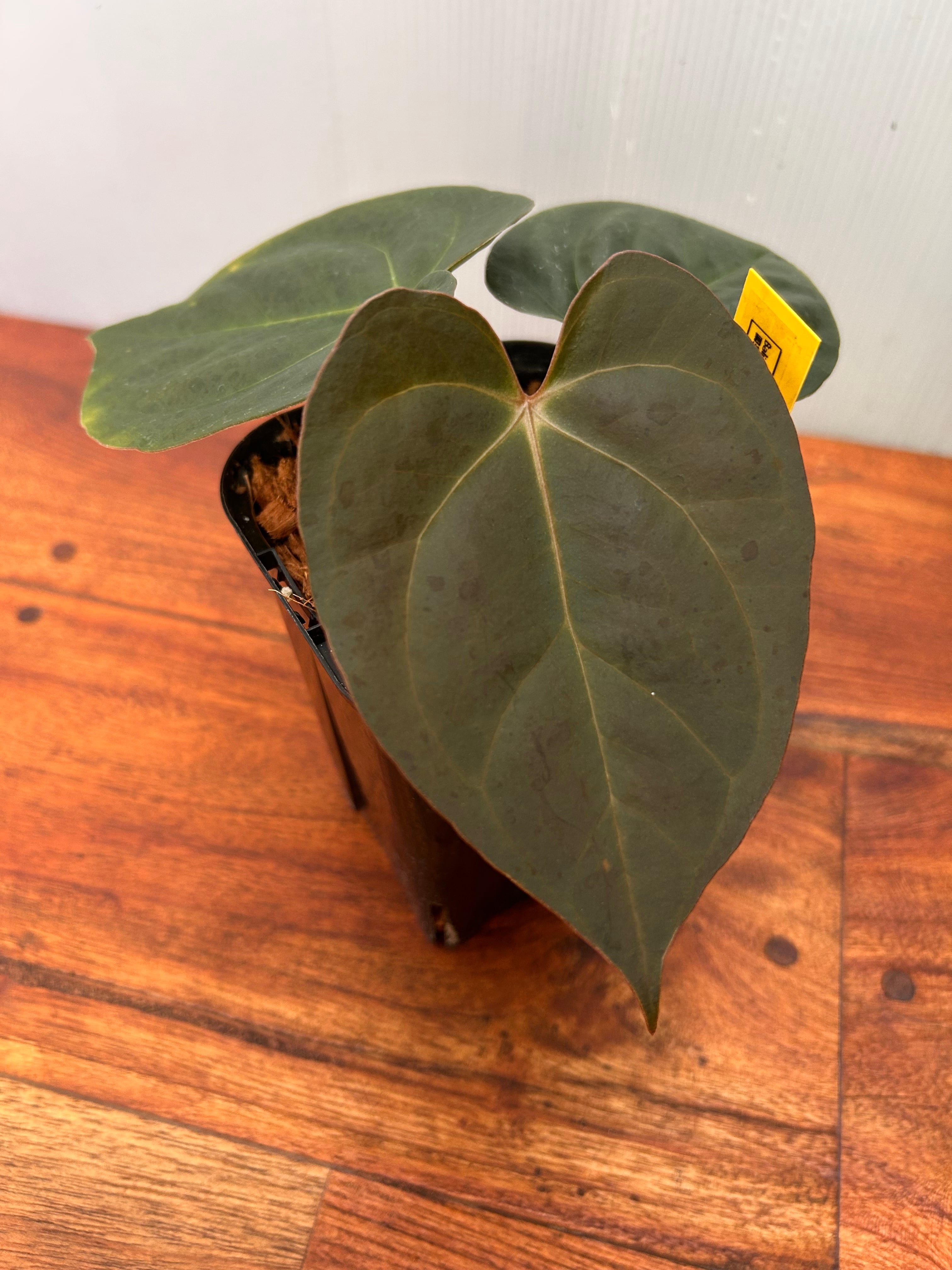 Anthurium | BALI-AN 園芸