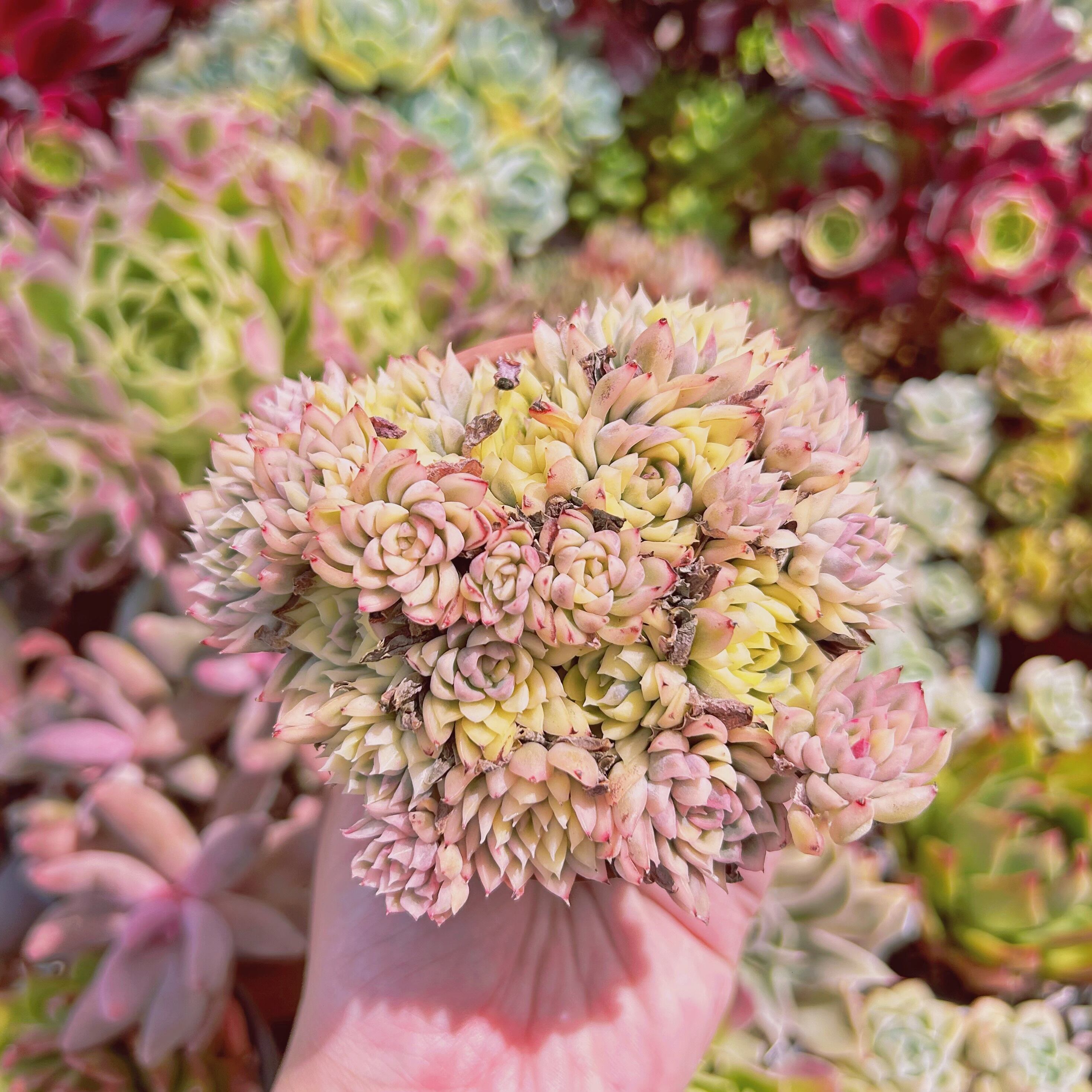 #855現物　多肉植物　女雛錦　大