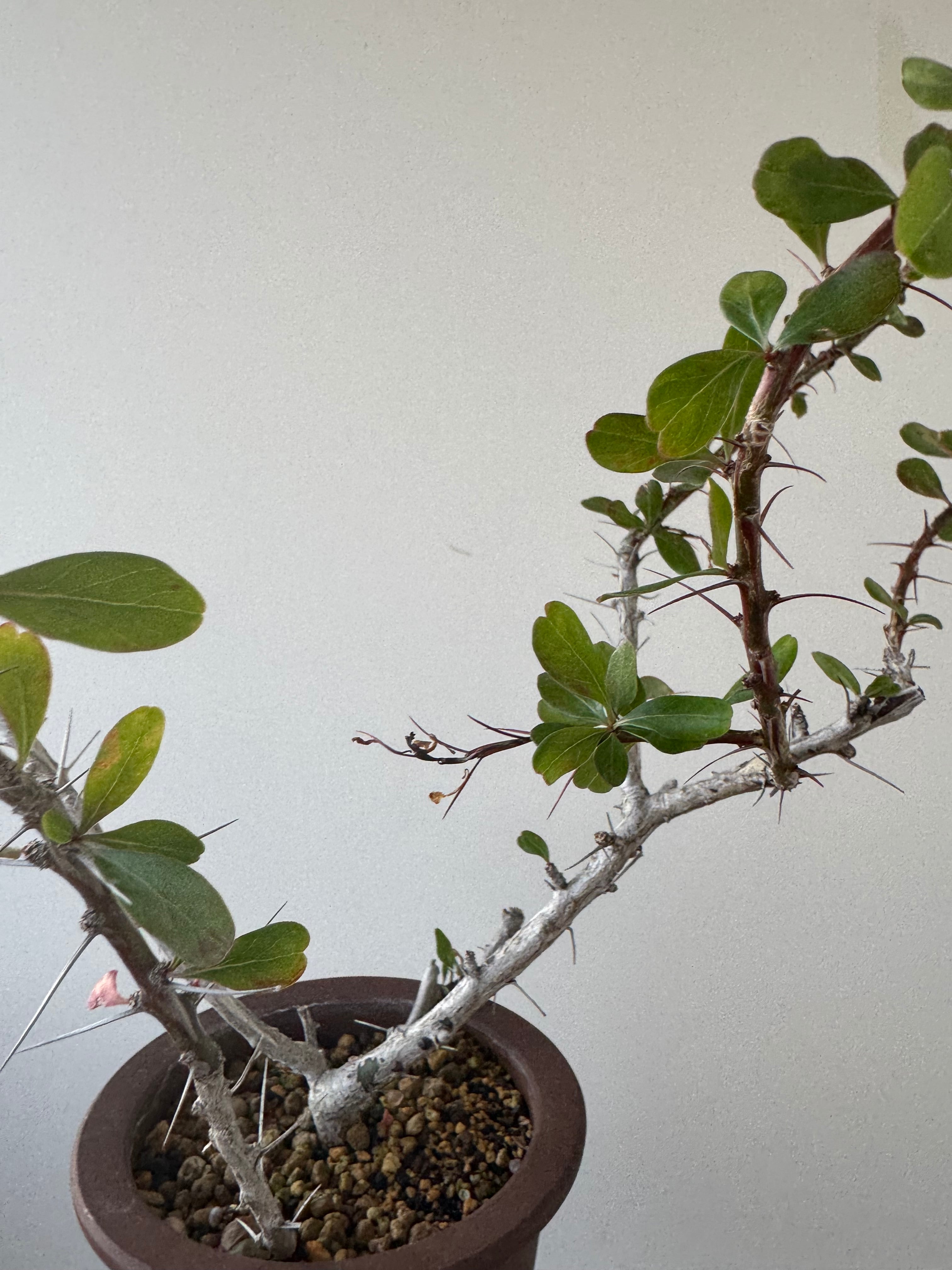 【新着】Fouquieria fasciculata【2年管理の極上品/陶器鉢入り】フォークイエリア ファシクラータ