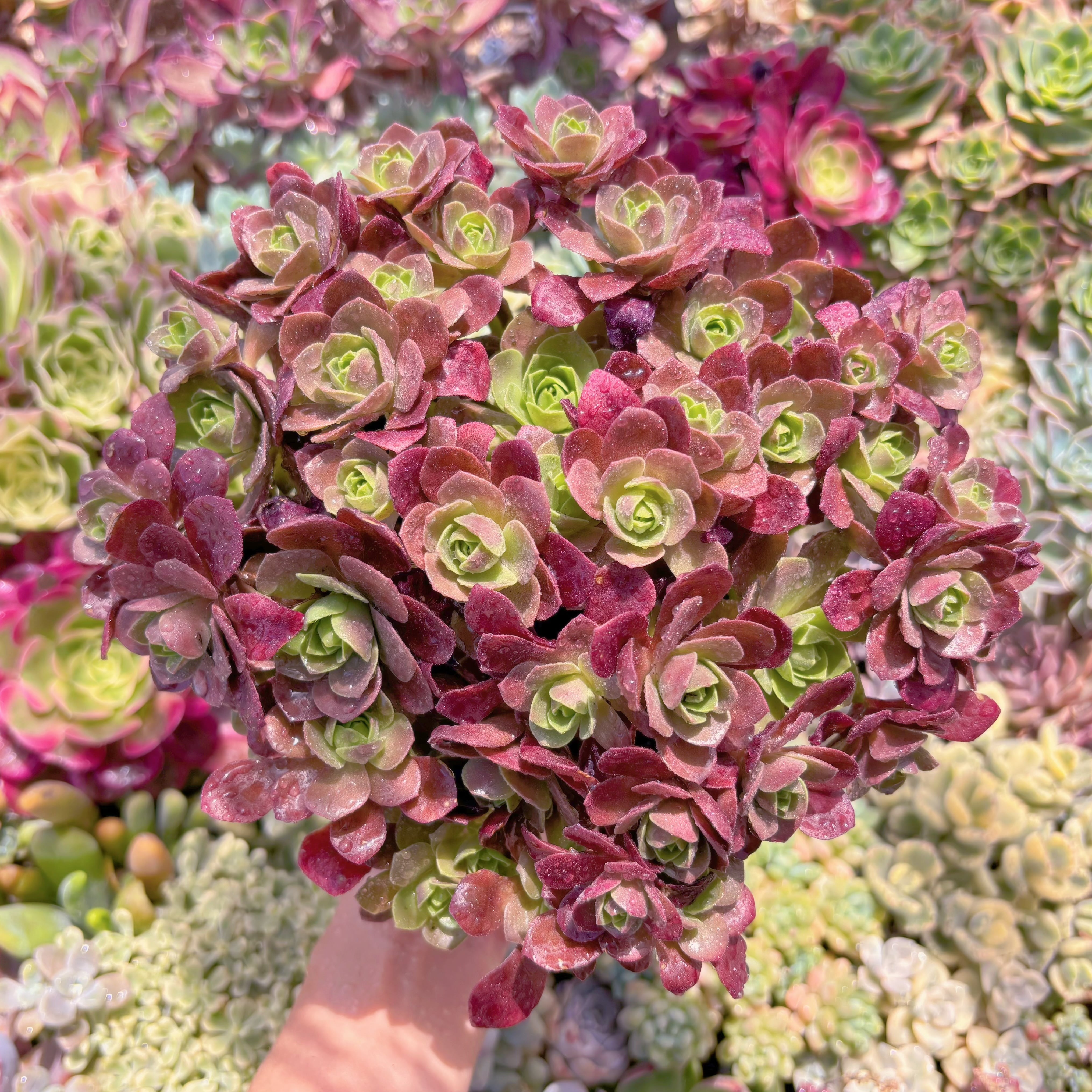 現品　マジックローズ#F245　特大　るる農園