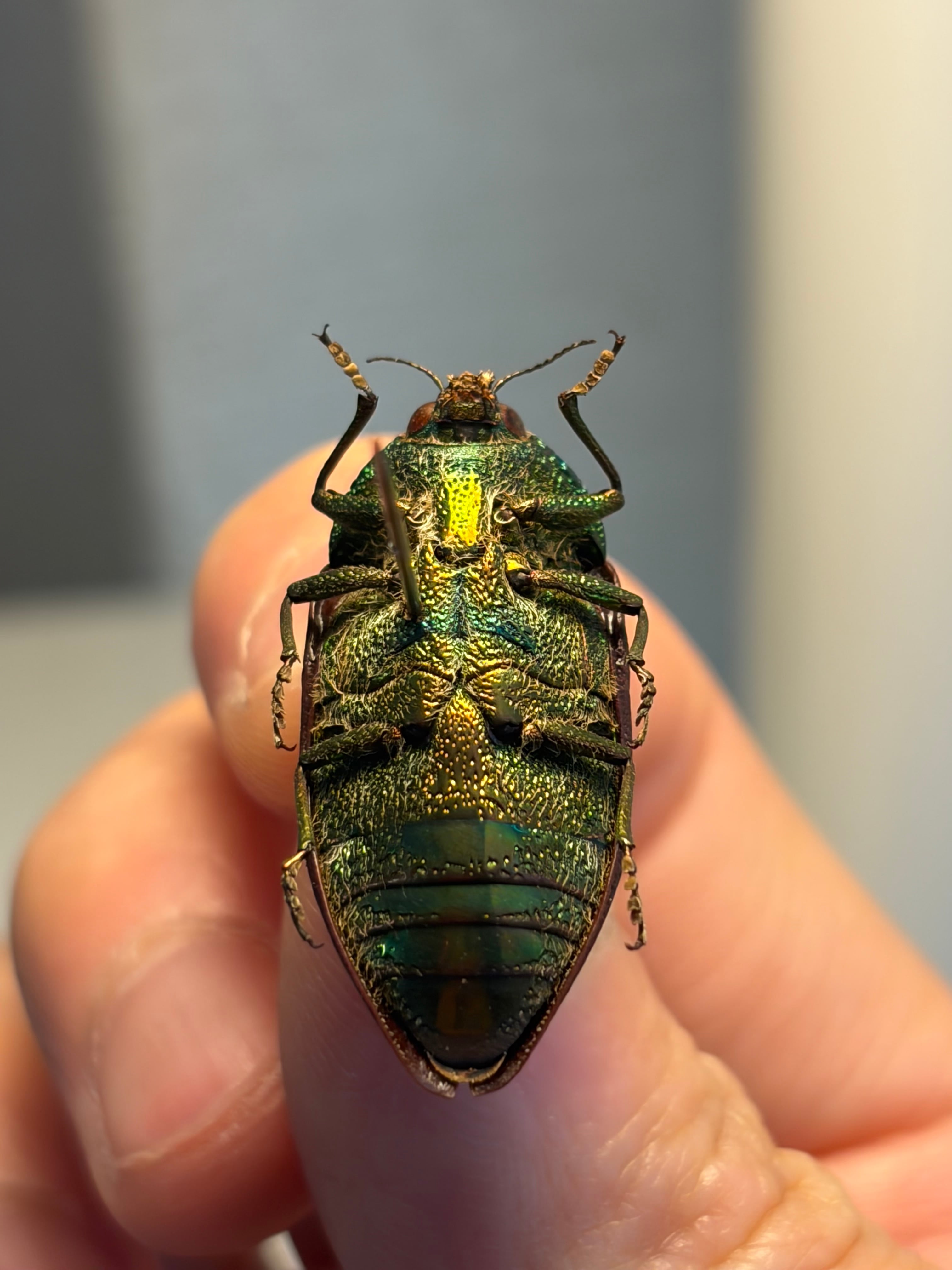 28mm】アカモンアラメムカシタマムシ 標本 ロエイ アラモンアラメ