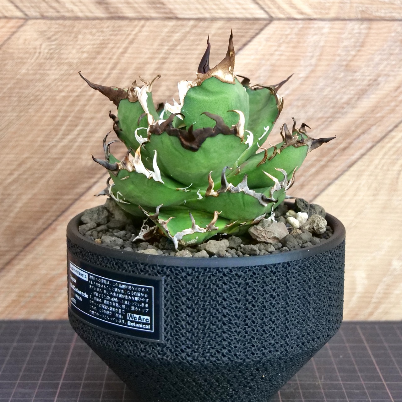 Agave Titanota スーパー赤猫 Super Red Catweezle （スーパーレッドキャットウィーズル） / 中株(4号鉢)/ Lot.003