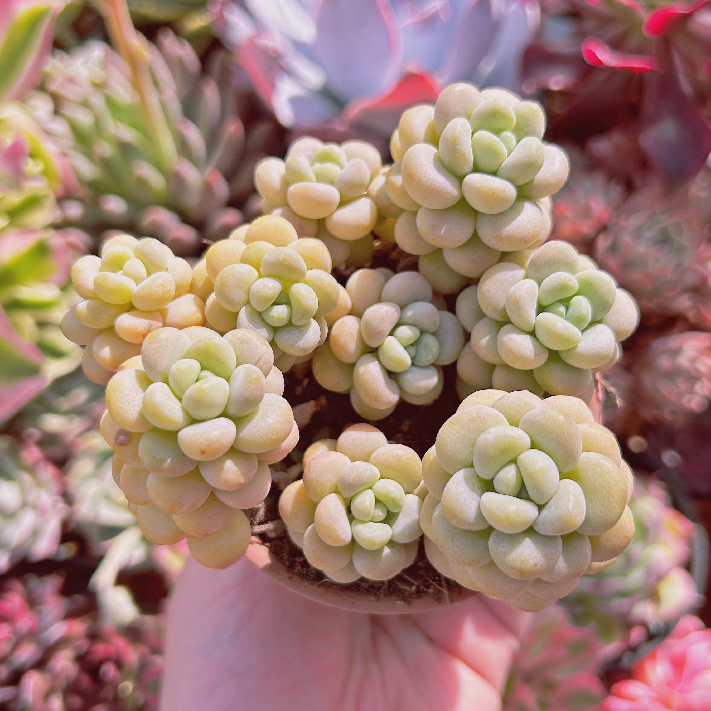 #266現物　多肉植物　ストロベリーミルク　特大