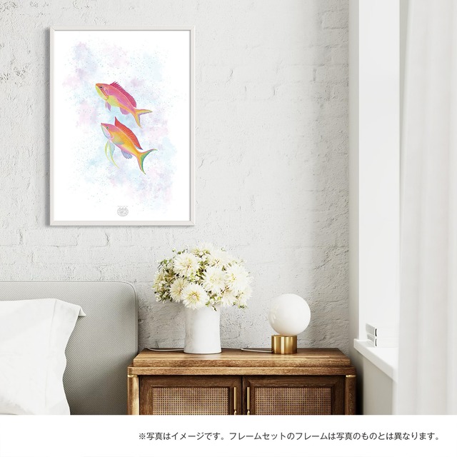 【海のいきものアートポスター／魚】アカネハナゴイ